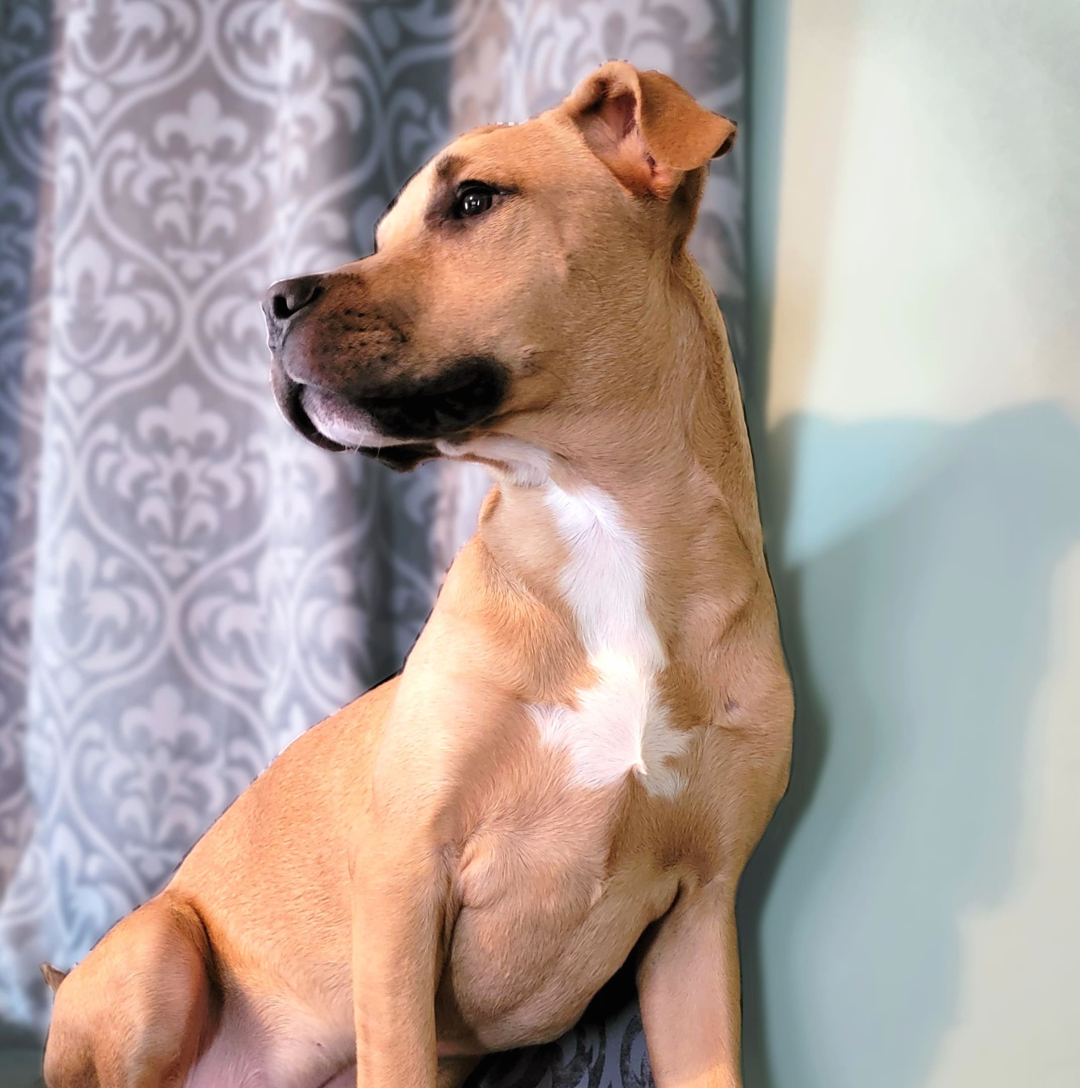 Luka-Tan-OFS-oddities-For-Sale-Dog