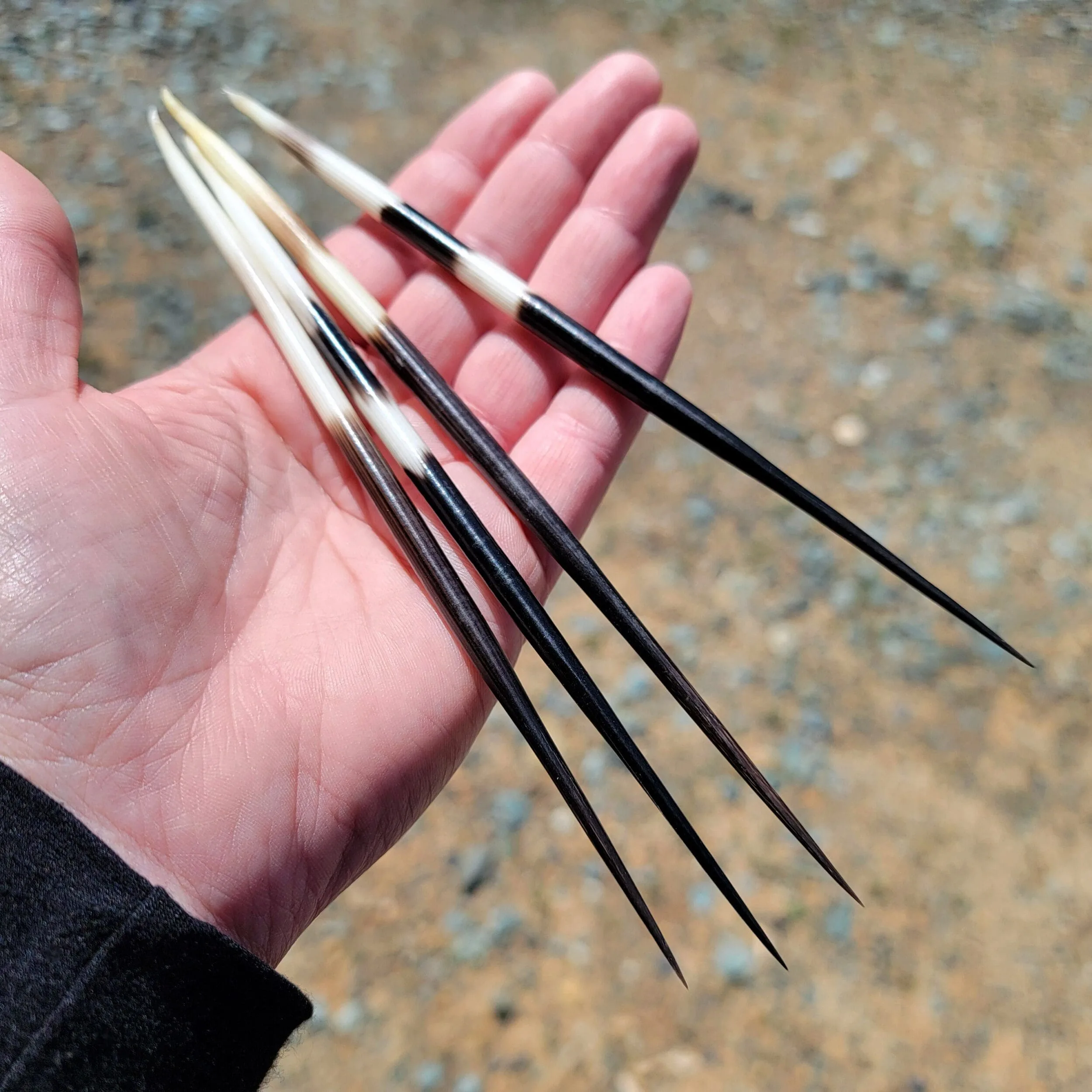 African Porcupine Quills, Large Porcupine Quill, Natural Specimen, Vulture Culture