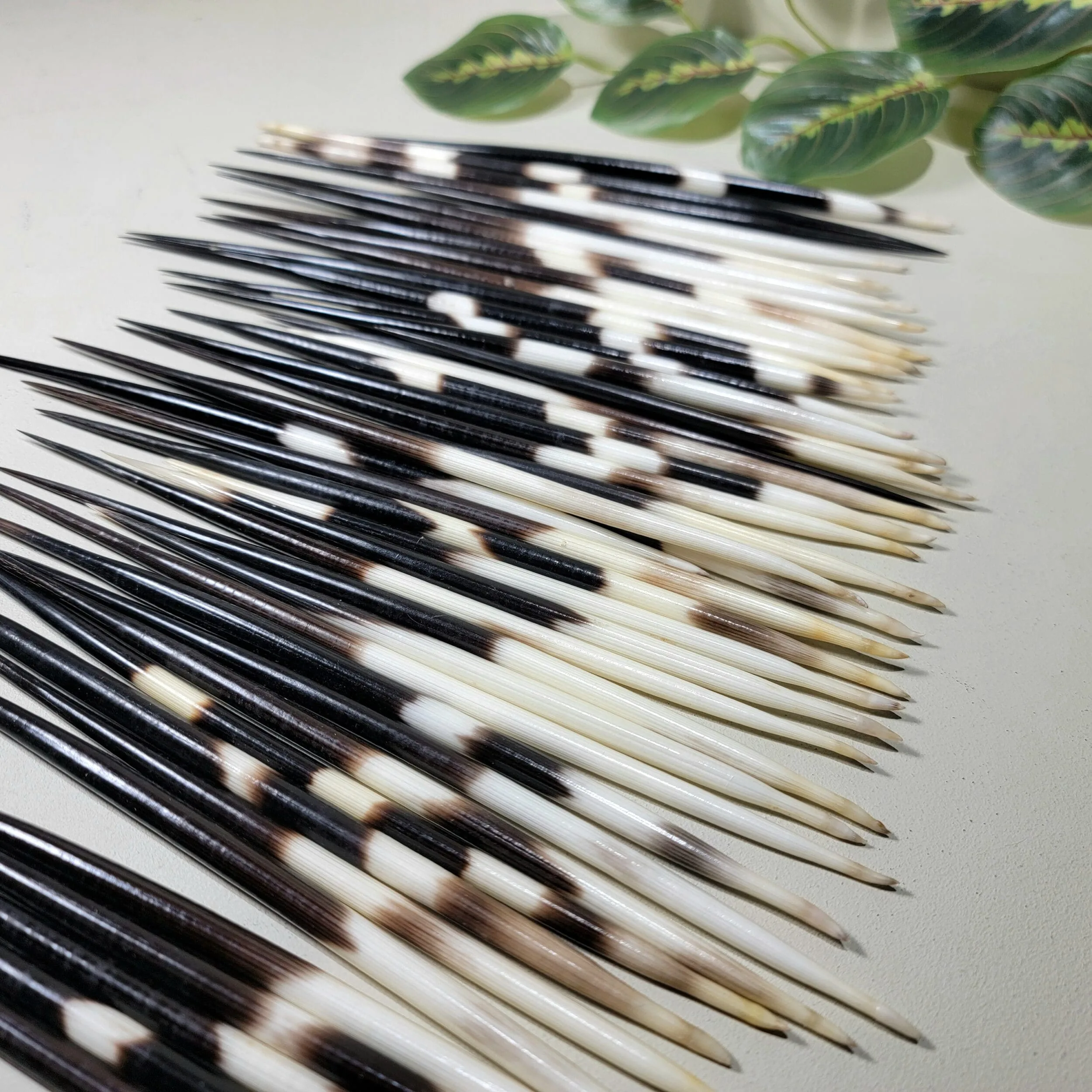 African Porcupine Quills, Large Porcupine Quill, Natural Specimen, Vulture Culture