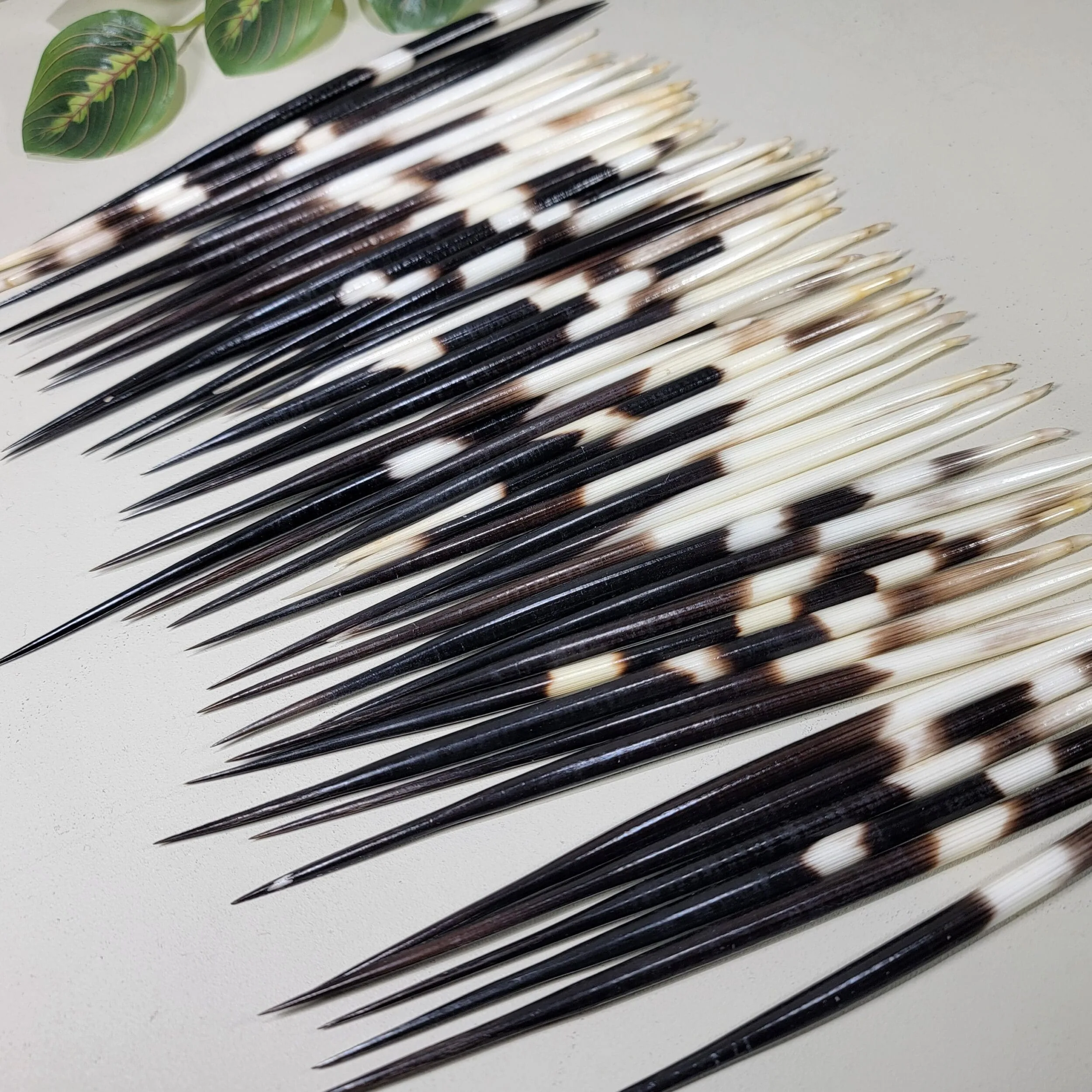 African Porcupine Quills, Large Porcupine Quill, Natural Specimen, Vulture Culture