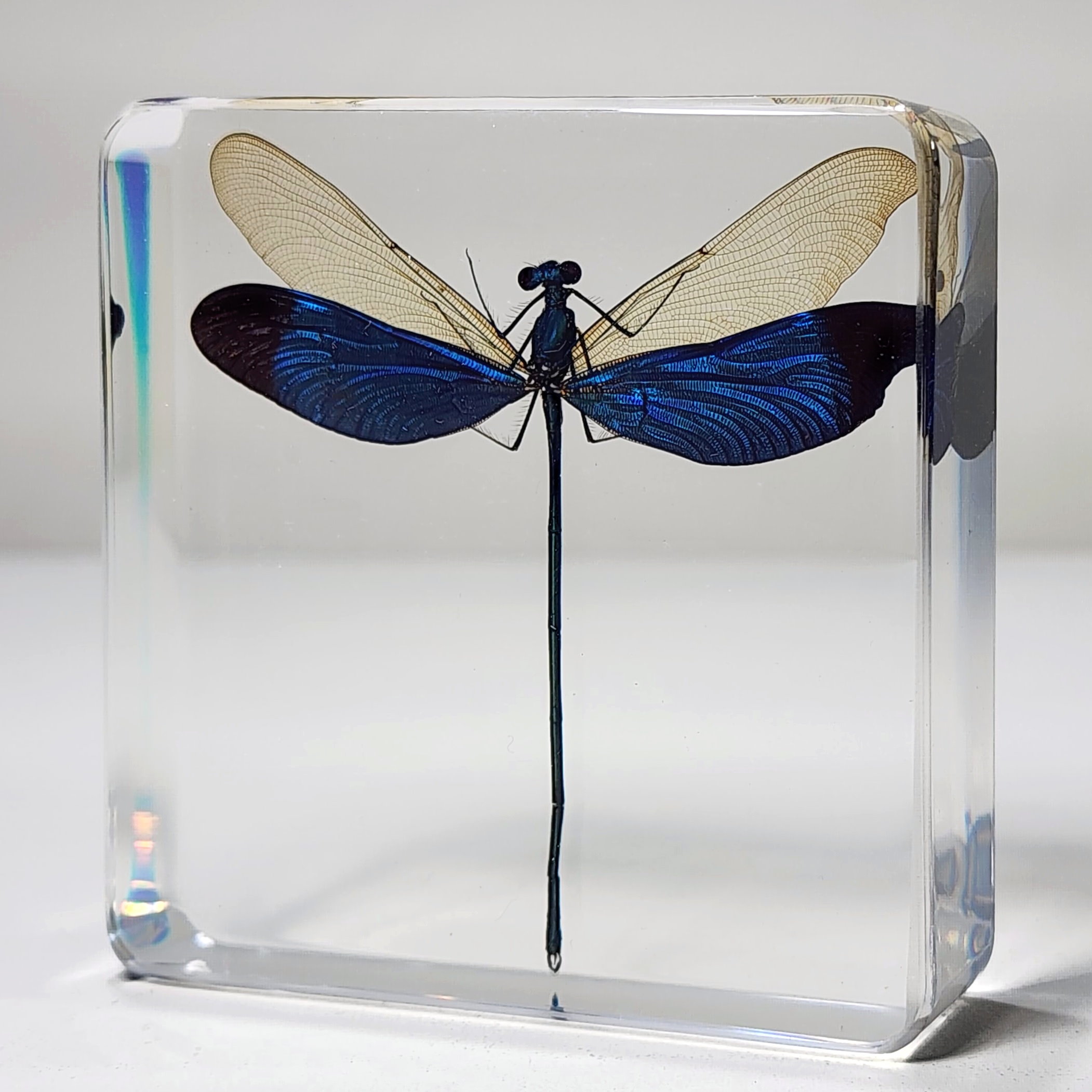 Slide 1 for Damselfly In Resin, Metalwing, Insects in Resin