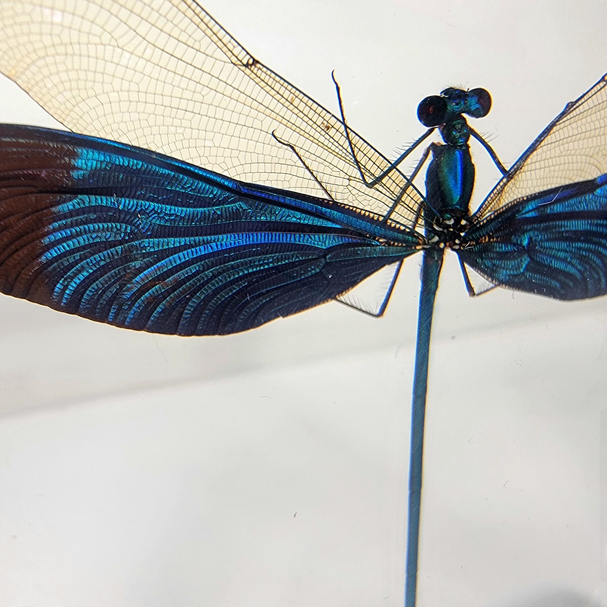 Slide 2 for Damselfly In Resin, Metalwing, Insects in Resin