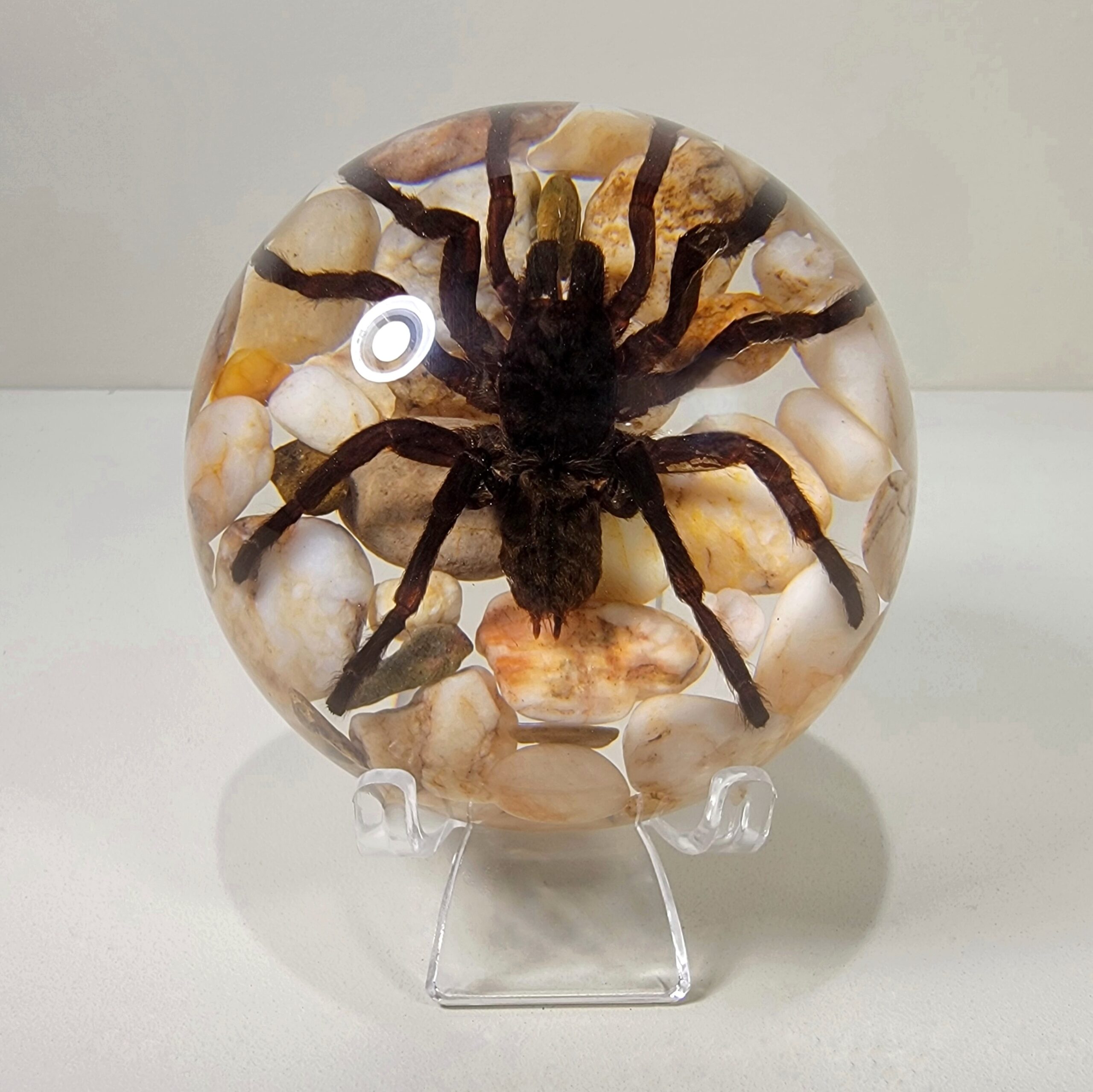 Slide 6 for Large Spider in Resin, Dome, Paperweight, Real Spider