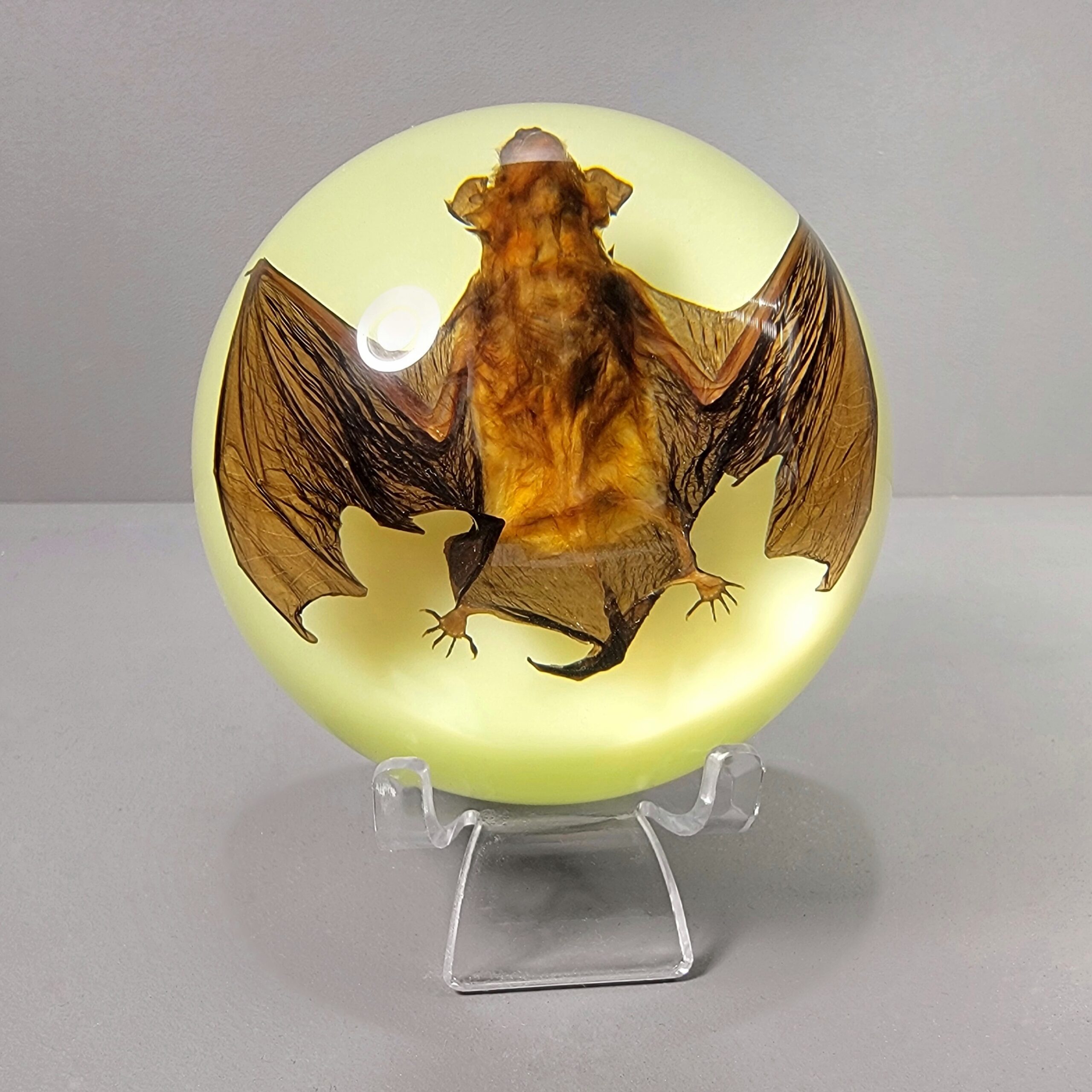 Slide 5 for Bat in Resin Dome, Glow in the Dark, Real bat