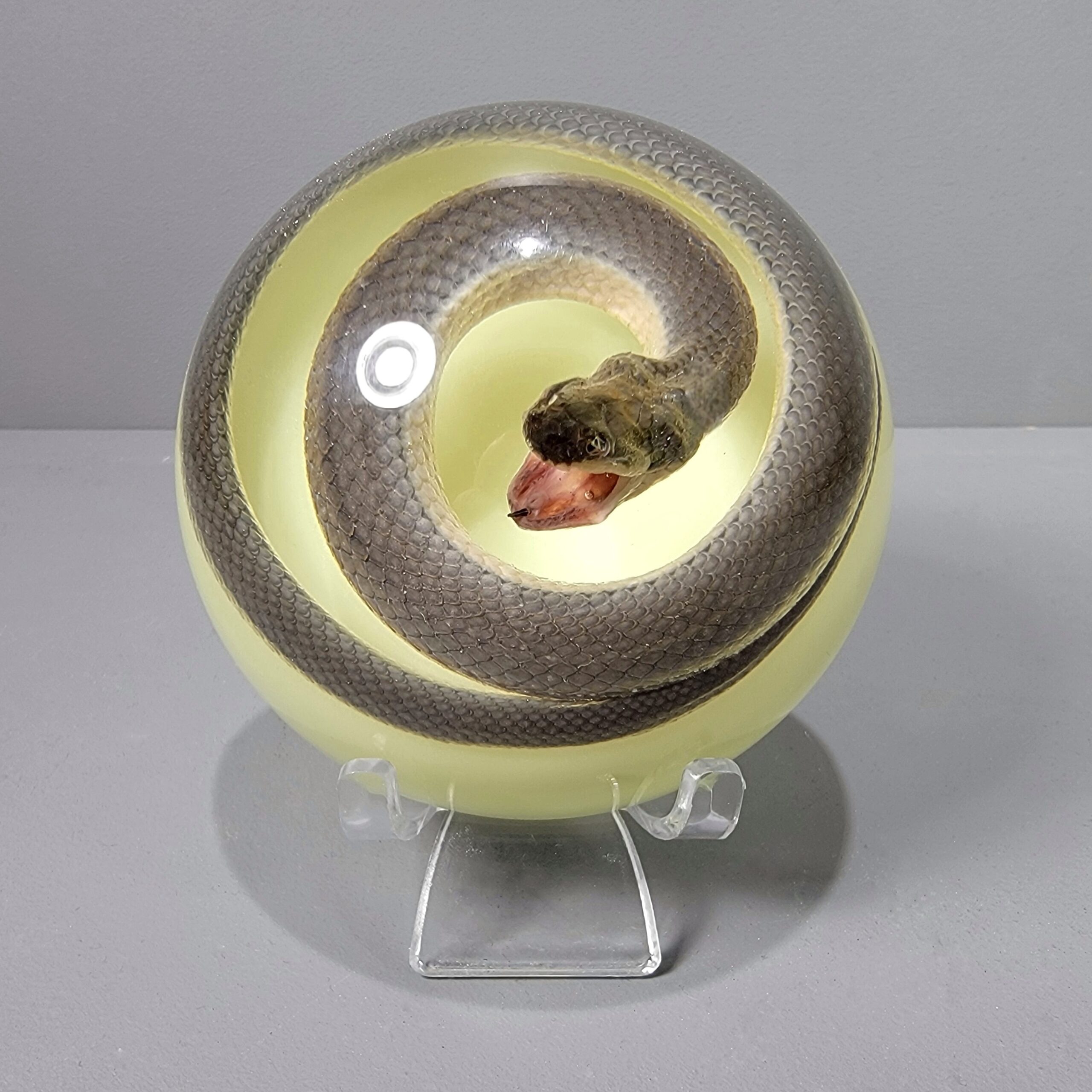 Slide 5 for Real Snake Glow in the Dark, Snake Dome, Oddities Curiosities