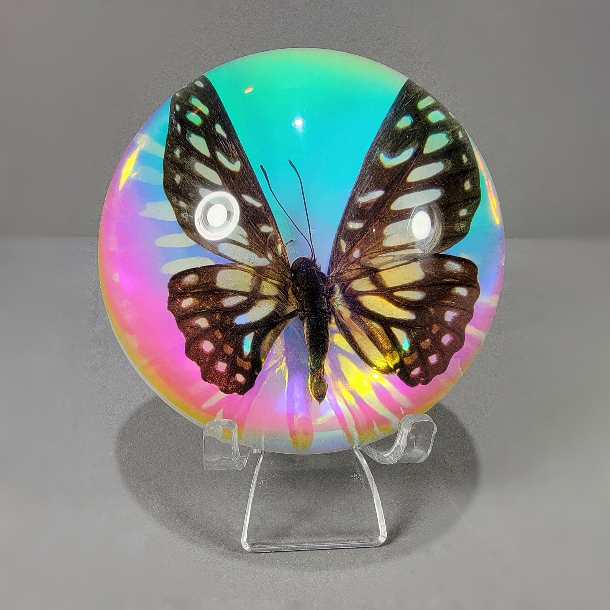 Slide 3 for Iridescent Common Jay Butterfly Rainbow Dome, Graphium chironides