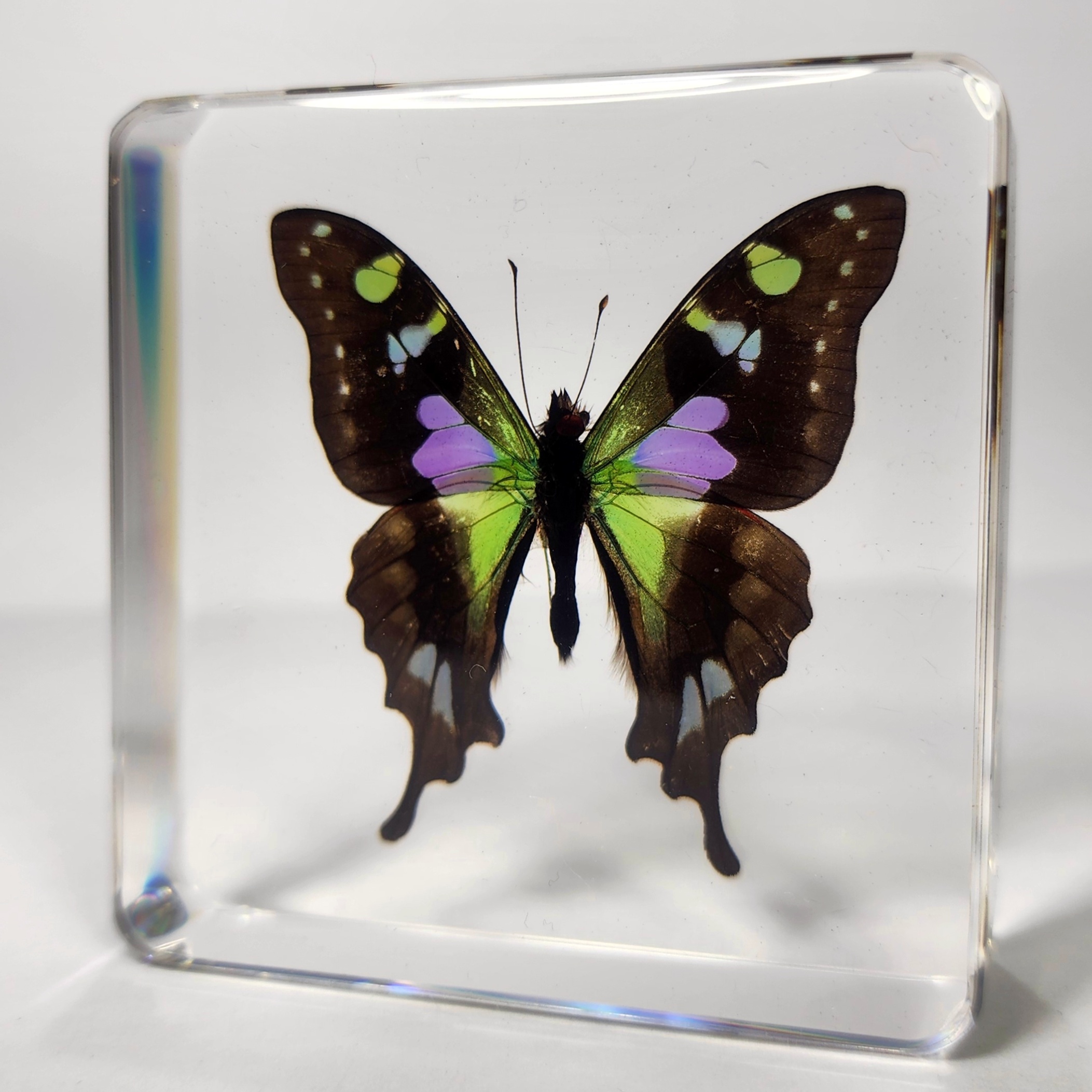 Slide 1 for Rare Purple Spotted Swallowtail Butterfly in Resin, Graphium Weiskei