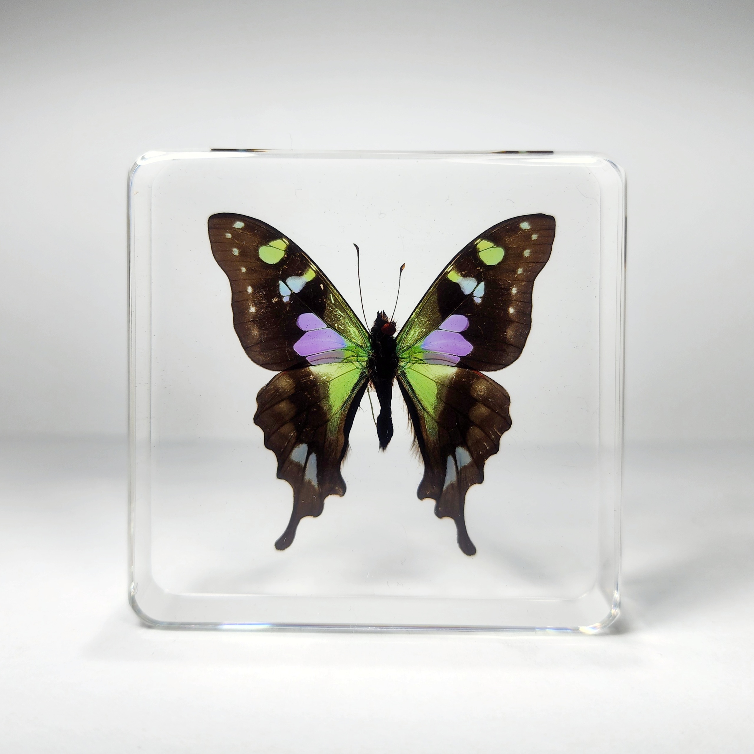 Slide 2 for Rare Purple Spotted Swallowtail Butterfly in Resin, Graphium Weiskei