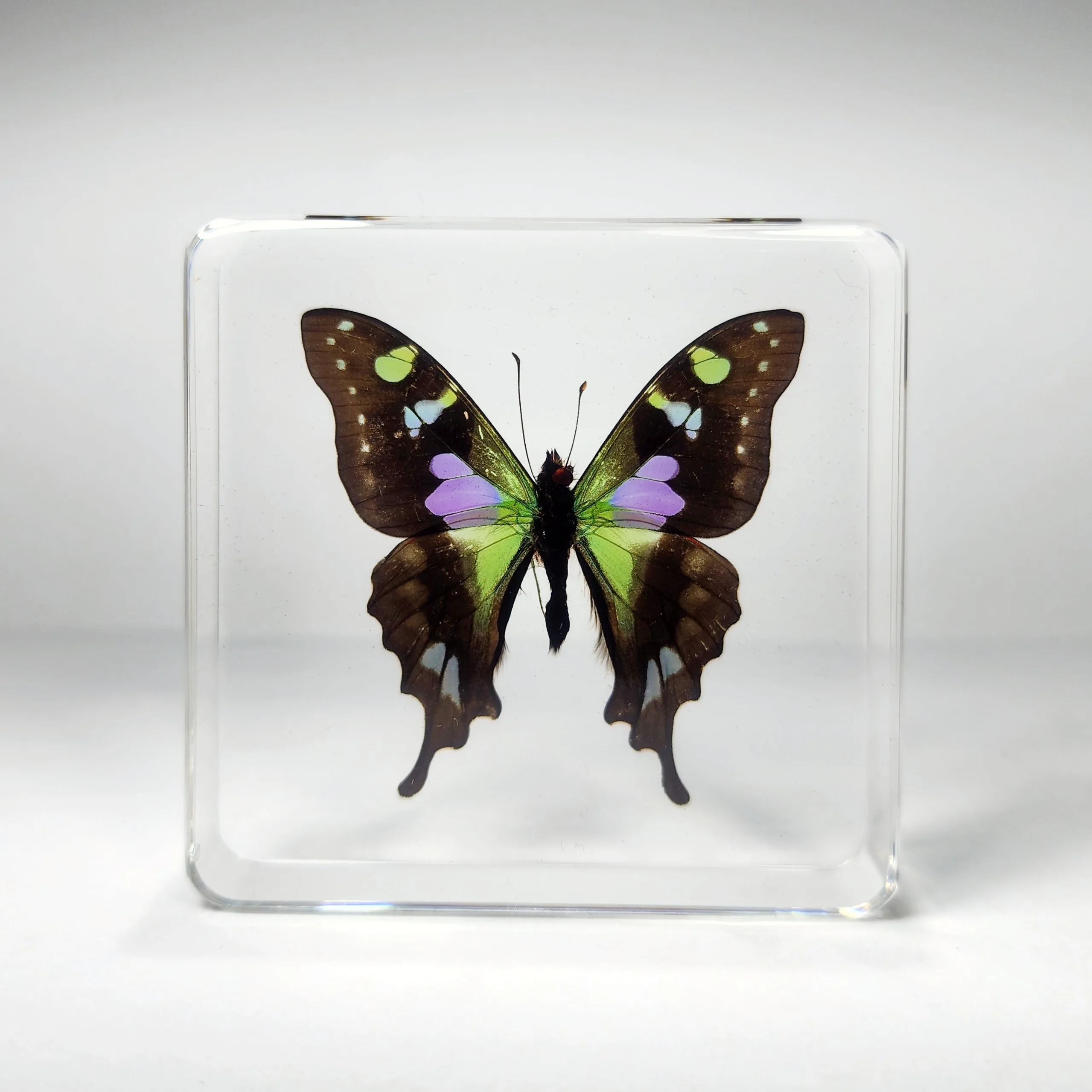 Slide 2 for Rare Purple Spotted Swallowtail Butterfly in Resin, Graphium Weiskei