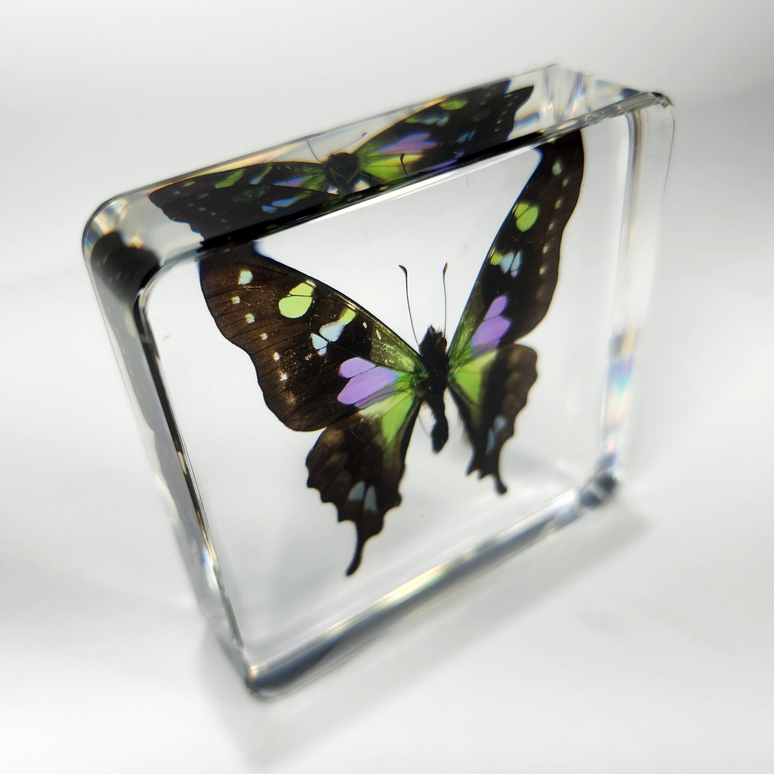 Slide 3 for Rare Purple Spotted Swallowtail Butterfly in Resin, Graphium Weiskei