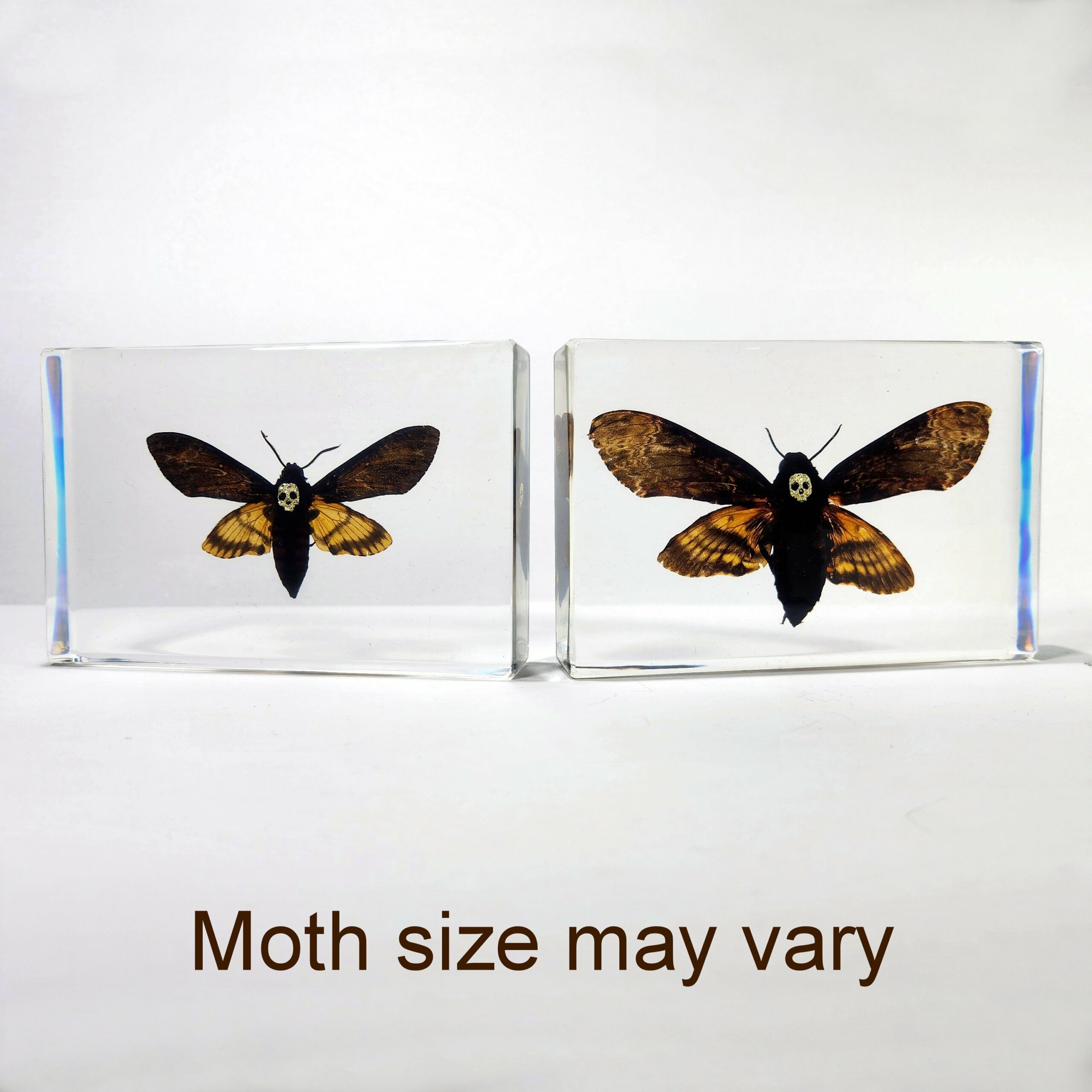 Slide 4 for Death's Head Moth In Resin, Jeweled Hawkmoth