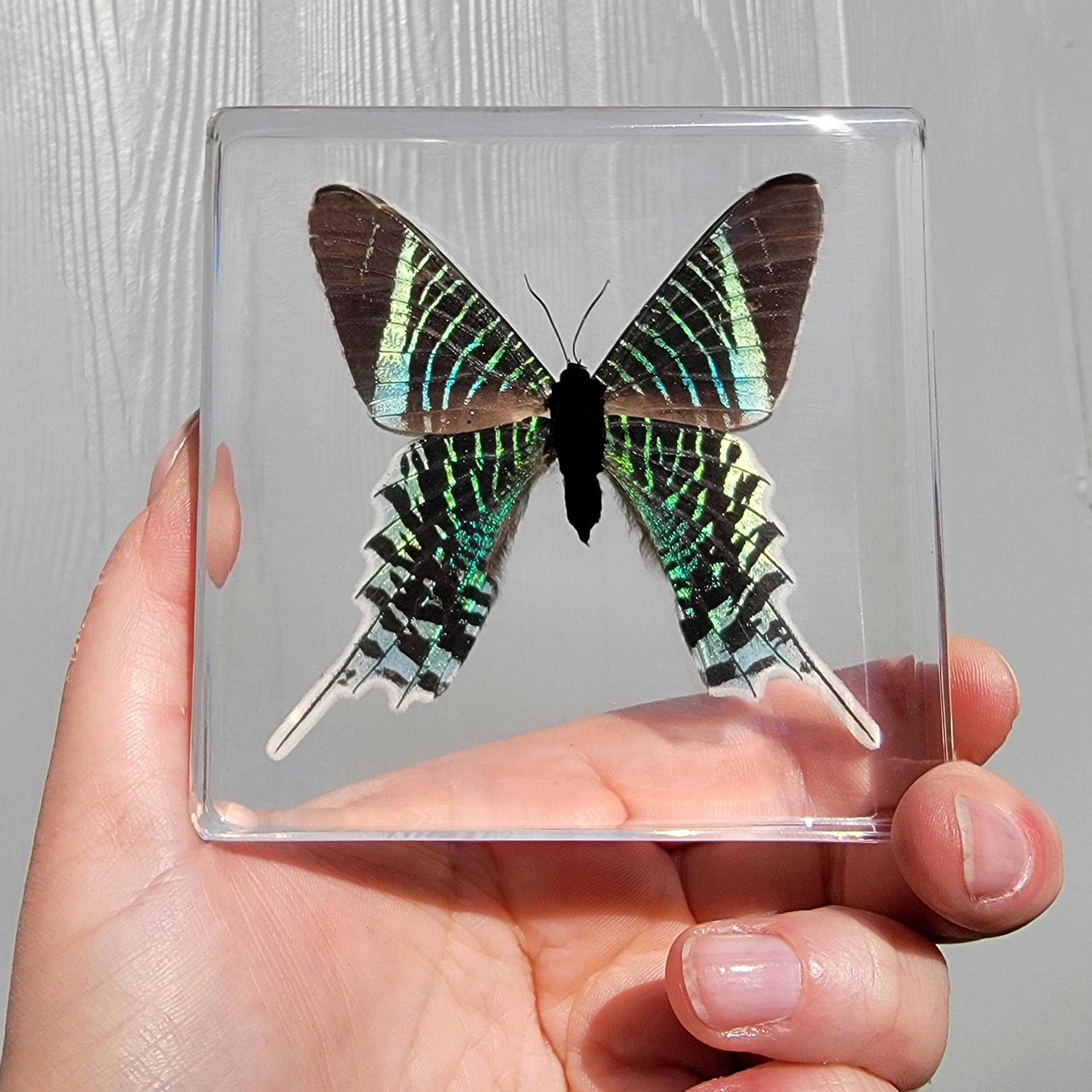 Slide 1 for Large Green-Banded Urania Moth in Resin, Urania Leilus