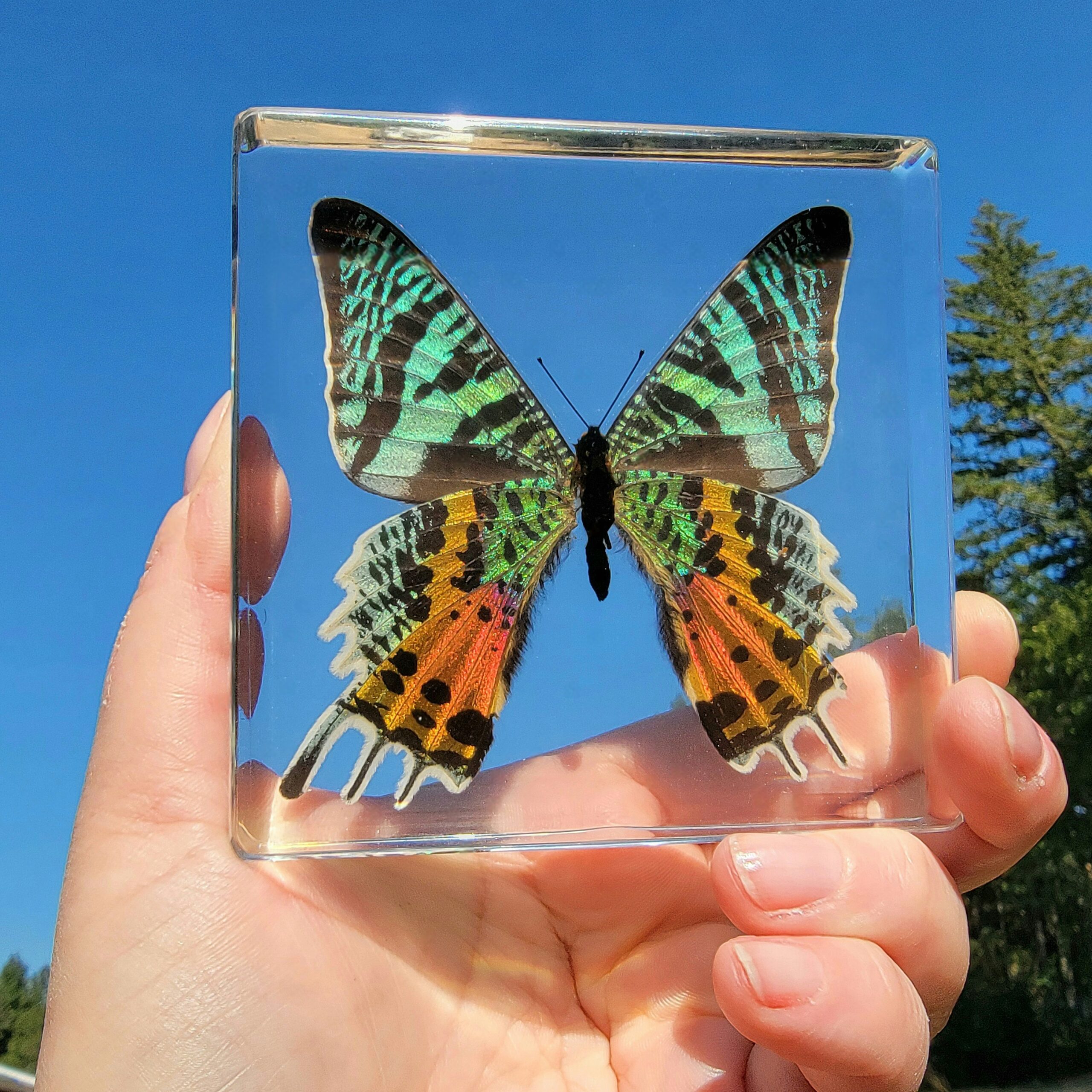 Slide 2 for Madagascan Sunset Moth in Resin, Chrysiridia rhipheus
