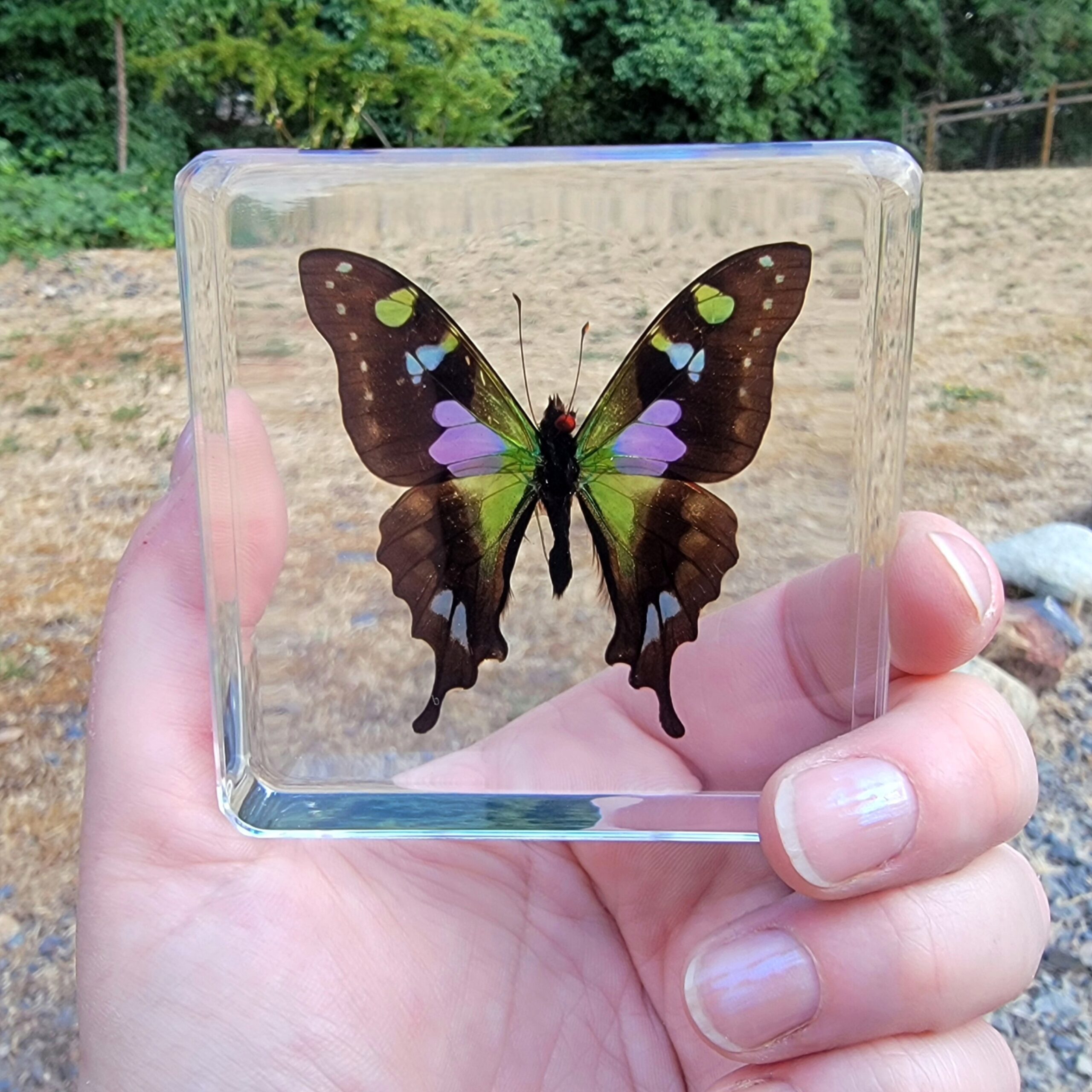 Slide 4 for Rare Purple Spotted Swallowtail Butterfly in Resin, Graphium Weiskei