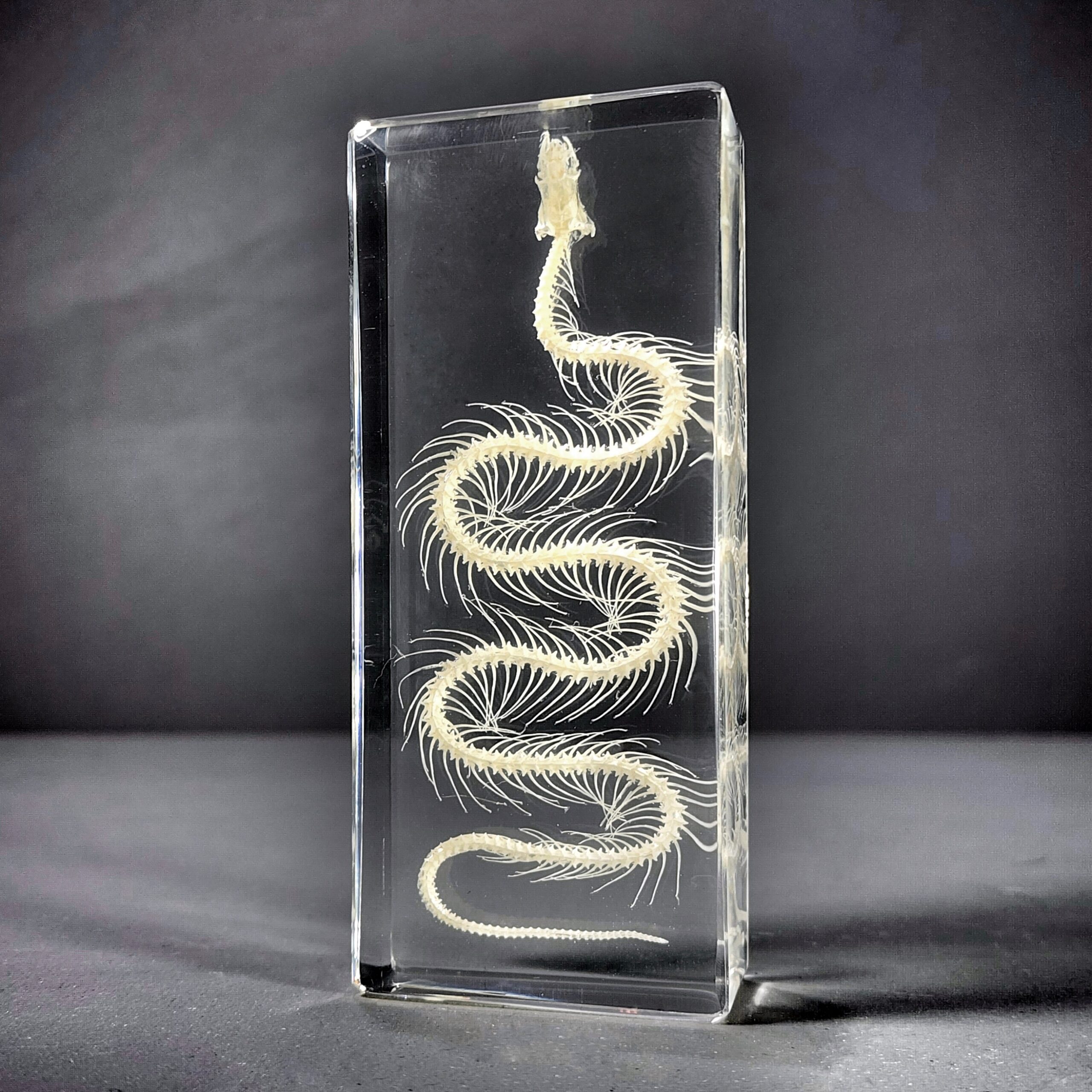 Slide 1 for Small Snake Skeleton In Resin, Real Animal Skeletons, Enhydris chinensis