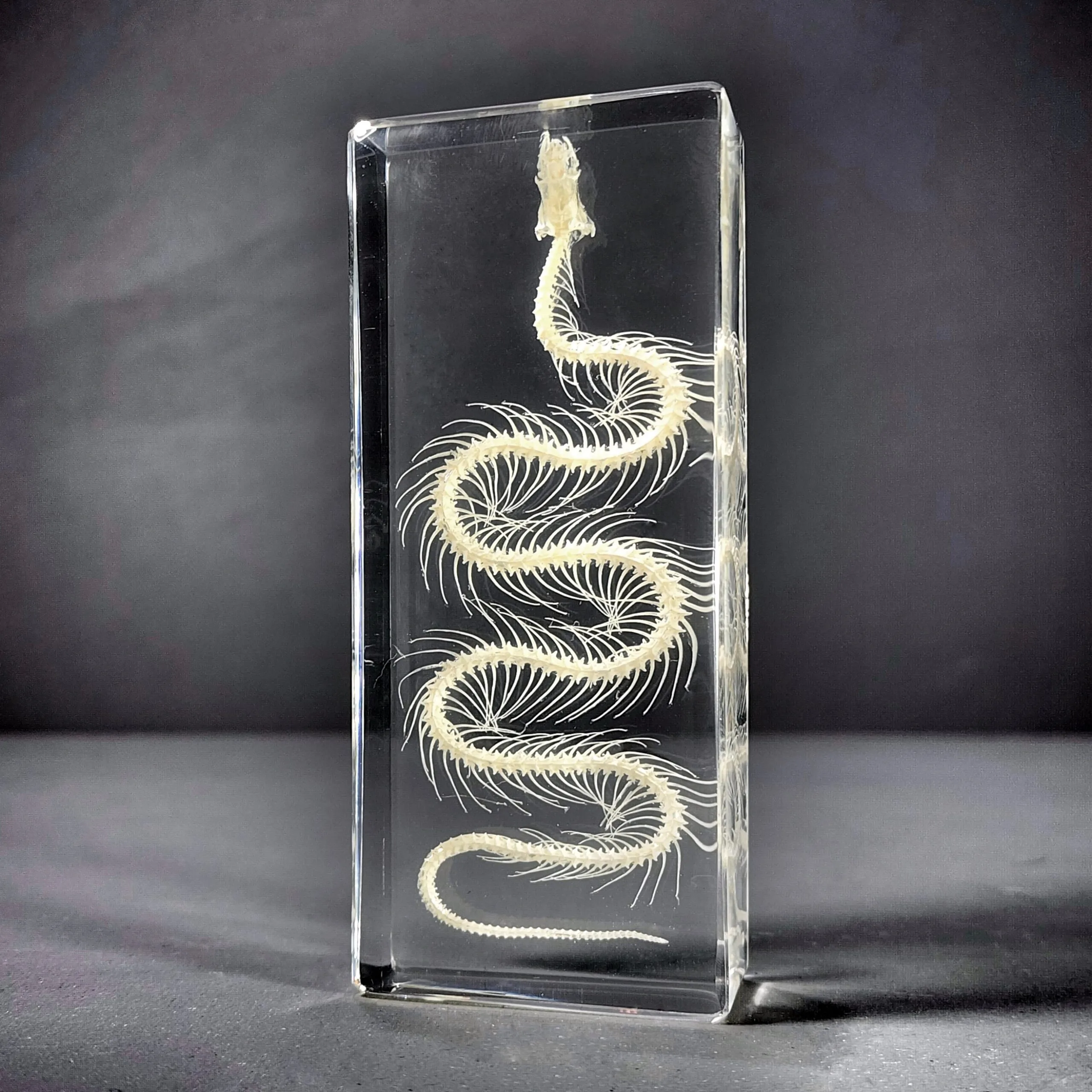 Slide 1 for Small Snake Skeleton In Resin, Real Animal Skeletons, Enhydris chinensis