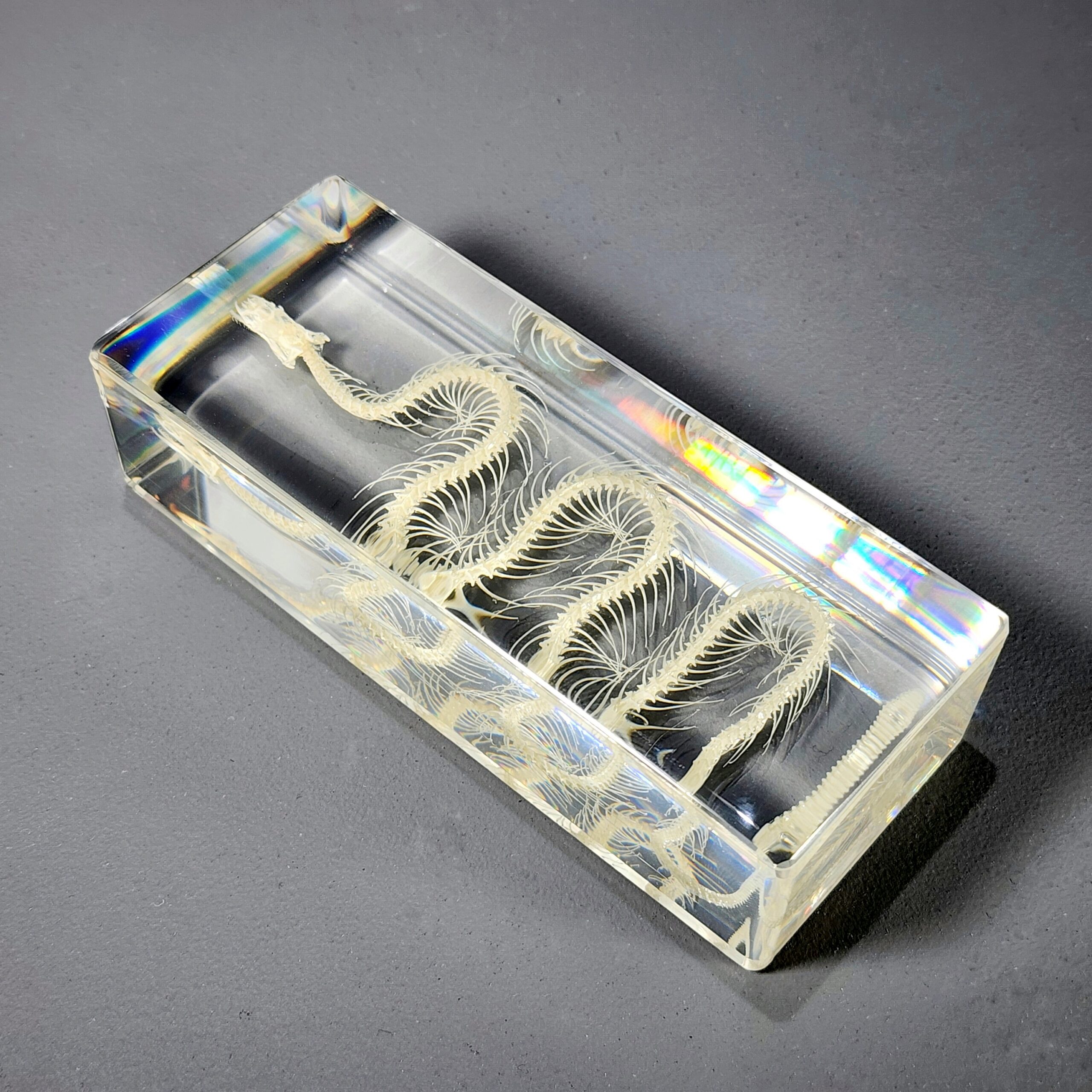 Slide 4 for Small Snake Skeleton In Resin, Real Animal Skeletons, Enhydris chinensis