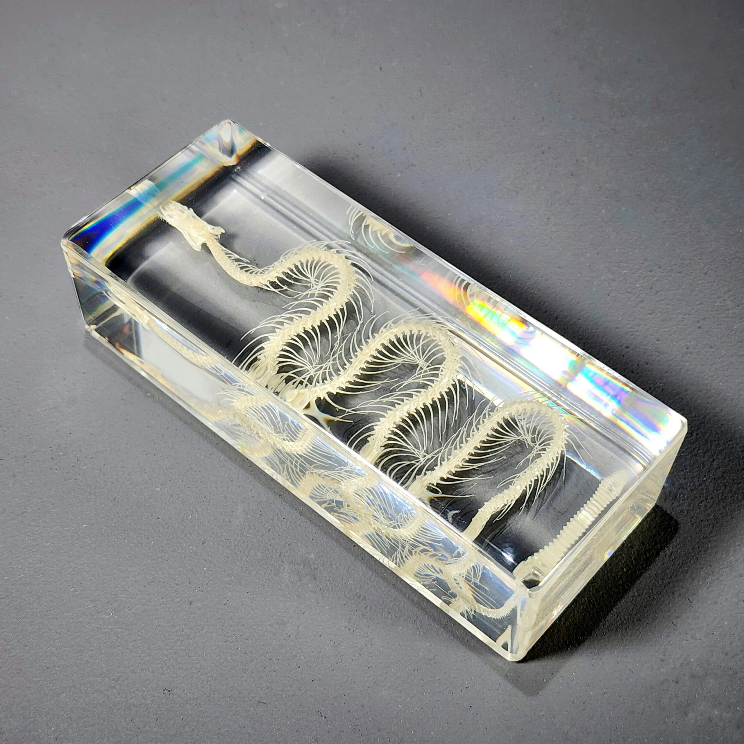 Slide 4 for Small Snake Skeleton In Resin, Real Animal Skeletons, Enhydris chinensis