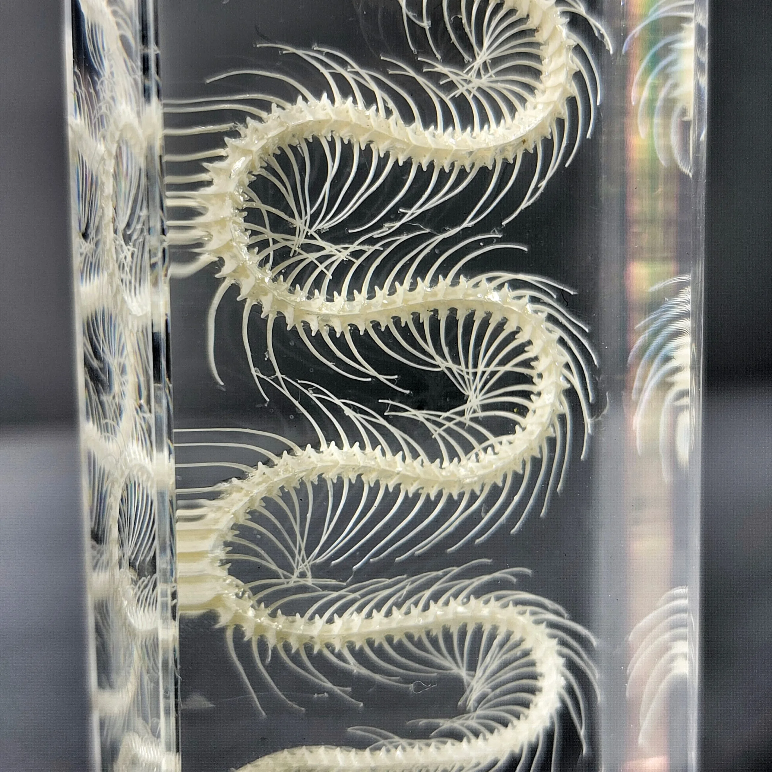 Slide 2 for Small Snake Skeleton In Resin, Real Animal Skeletons, Enhydris chinensis