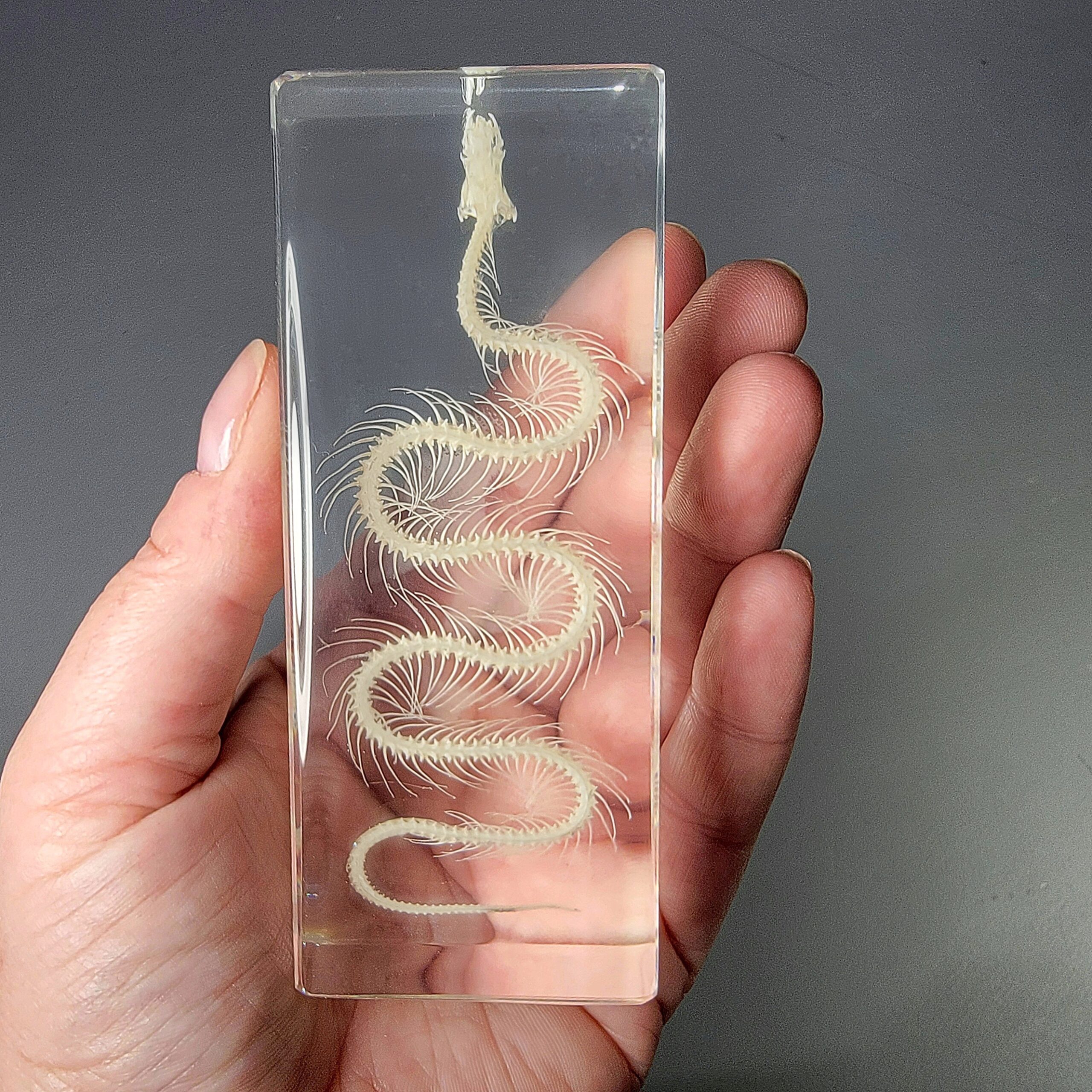 Slide 3 for Small Snake Skeleton In Resin, Real Animal Skeletons, Enhydris chinensis