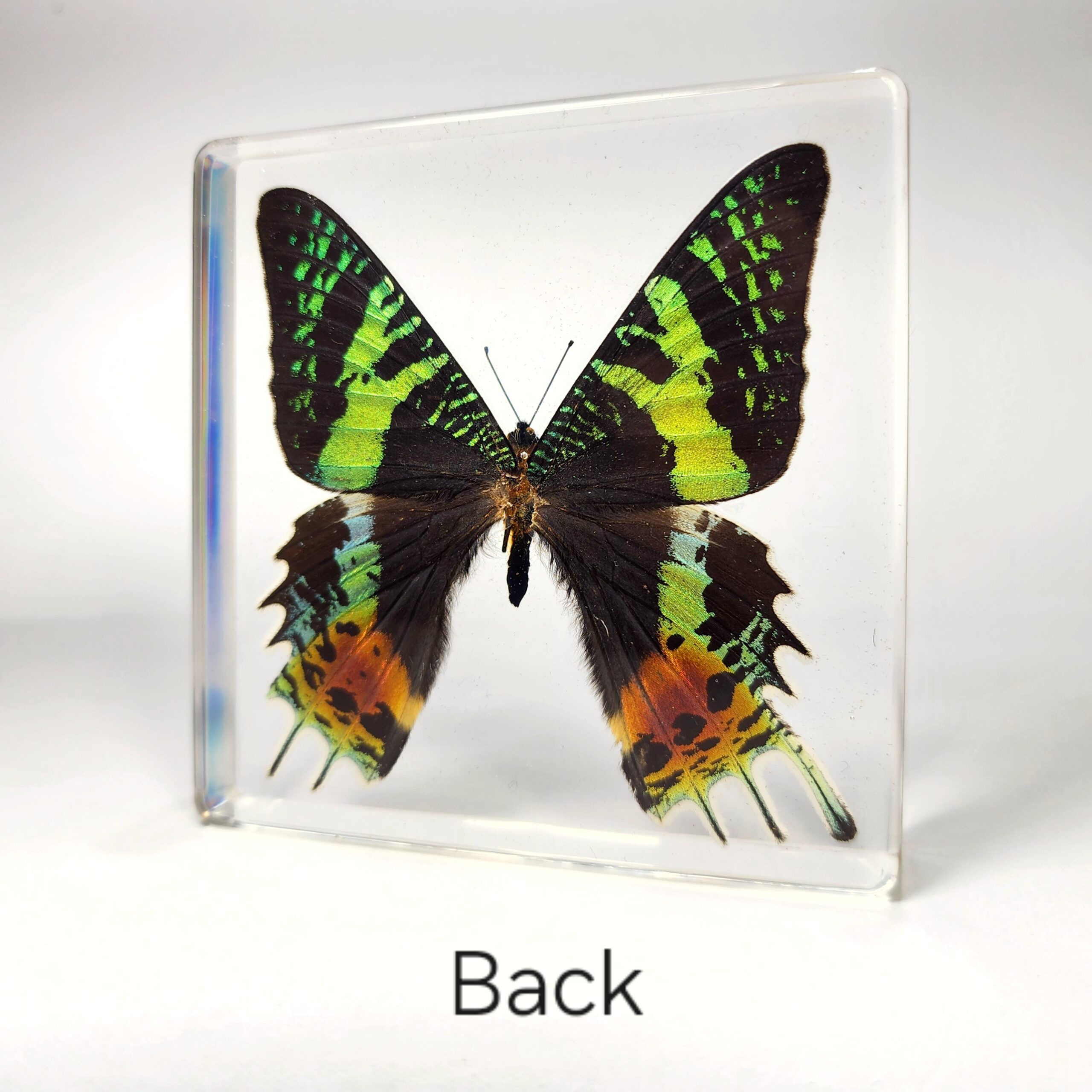 Slide 4 for Madagascan Sunset Moth in Resin, Chrysiridia rhipheus