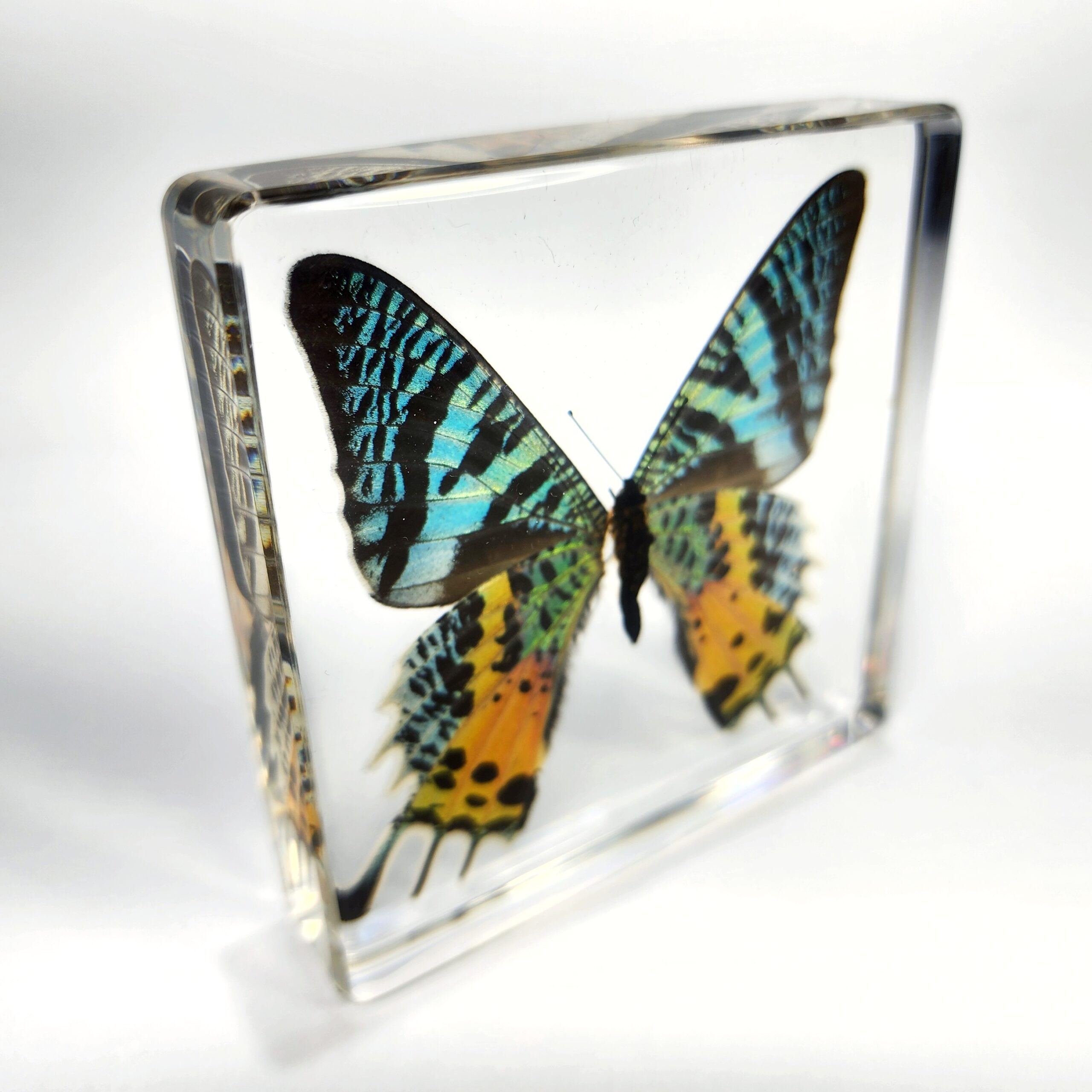 Slide 3 for Madagascan Sunset Moth in Resin, Chrysiridia rhipheus