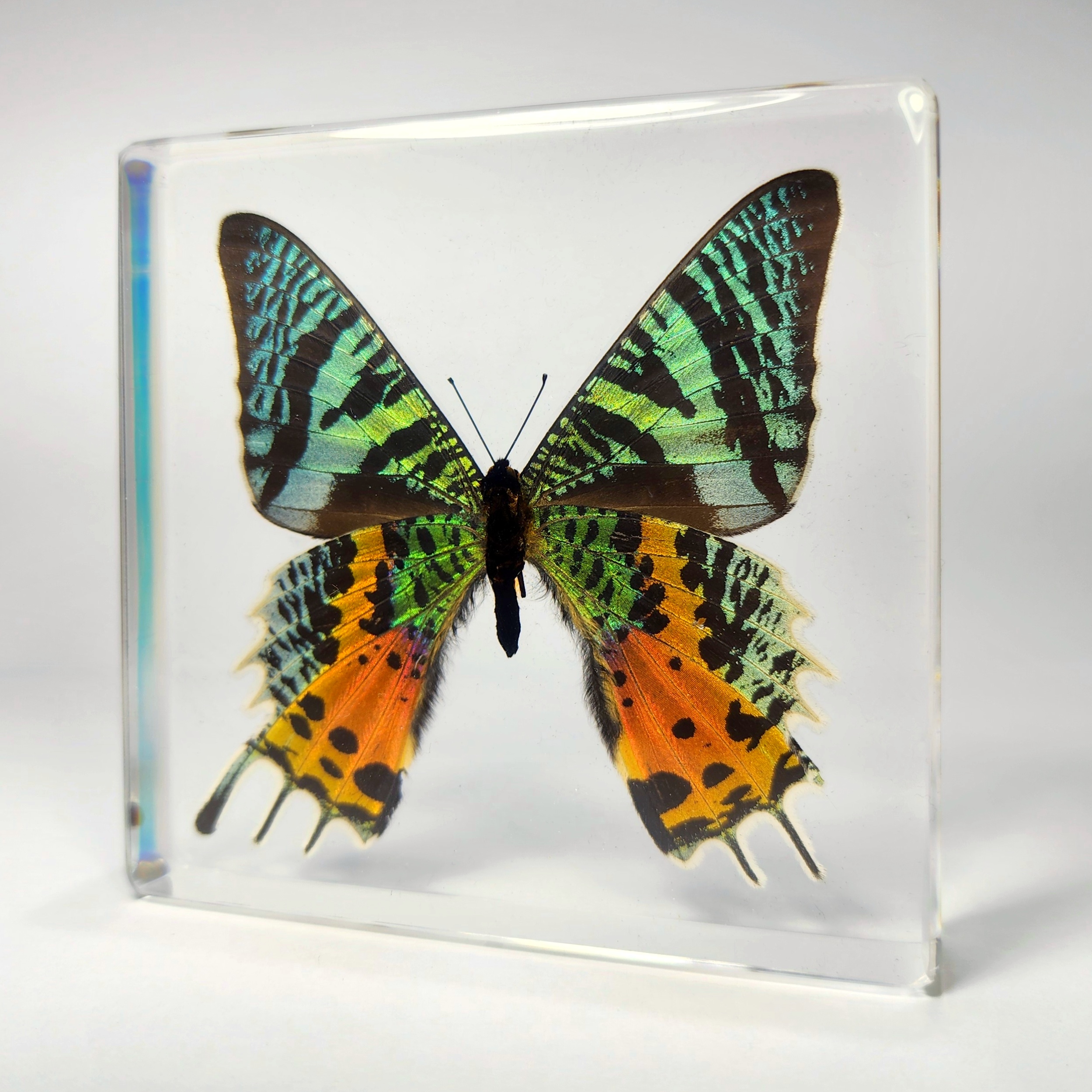 Slide 1 for Madagascan Sunset Moth in Resin, Chrysiridia rhipheus