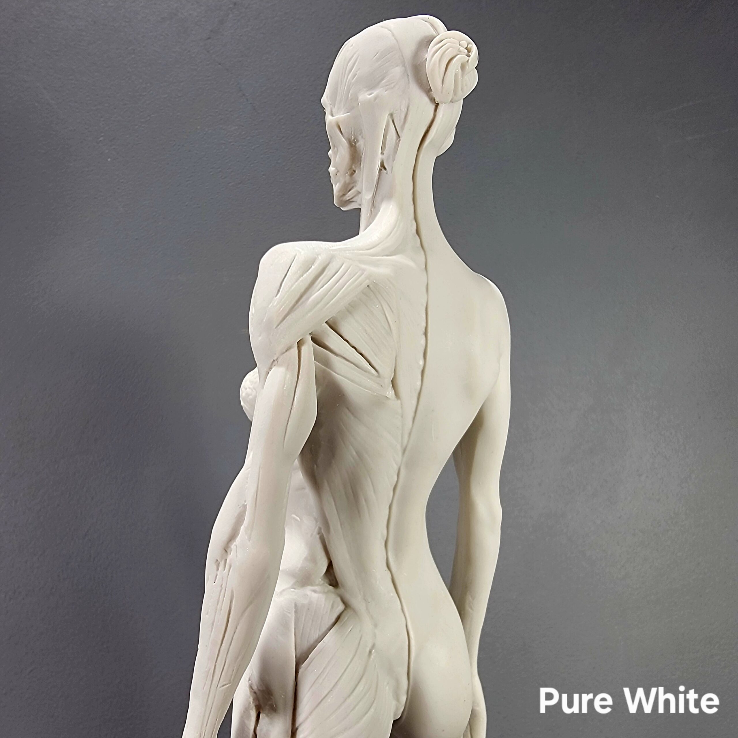 Anatomical Female Medical Model with Muscles - Oddities For