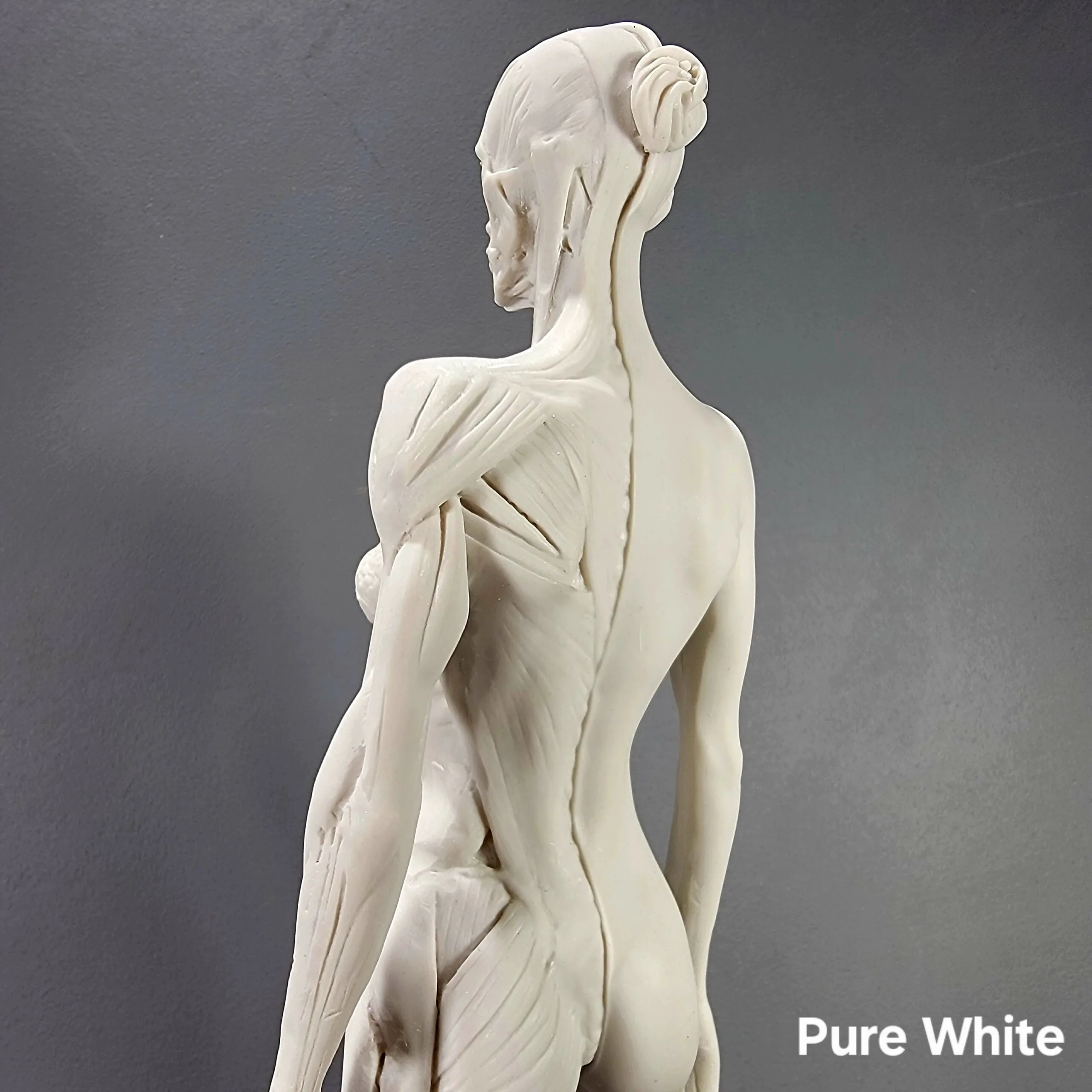 Slide 10 for Anatomical Female Medical Model with Muscles