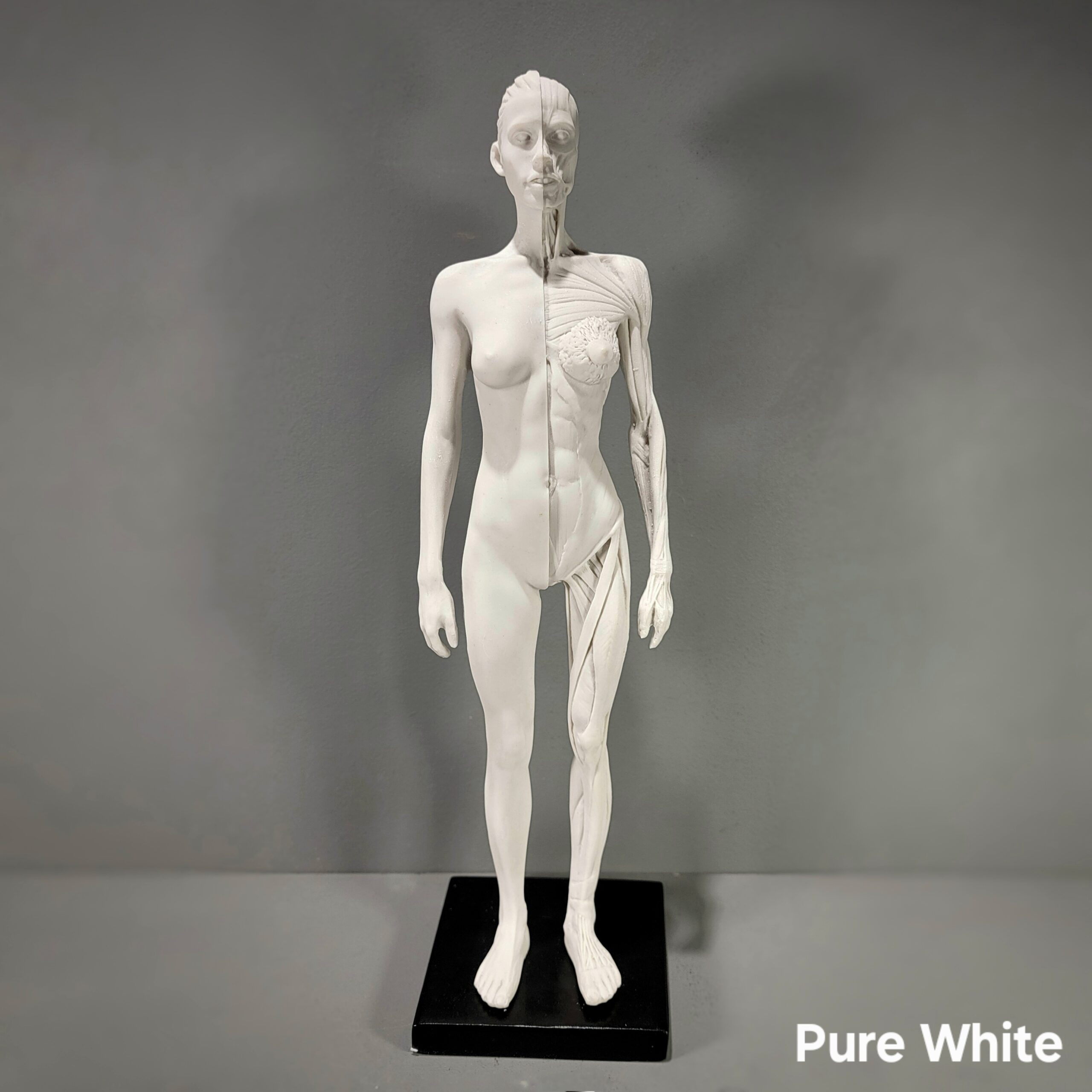 インスティンクトイ Anatomical Muckey アナトミカルムッキー INSTINCTOY Anatomical Muckey 1st colour