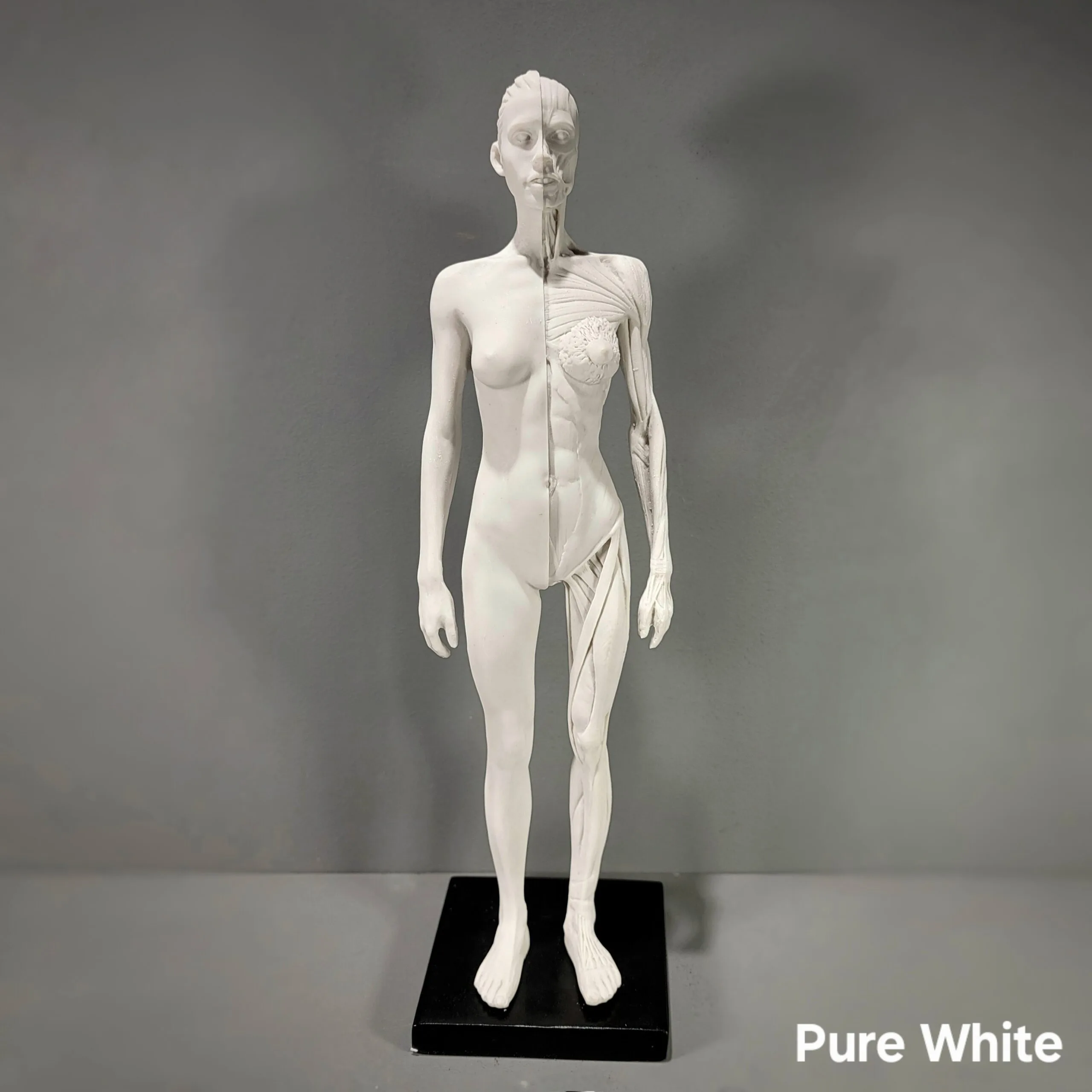 Slide 9 for Anatomical Female Medical Model with Muscles
