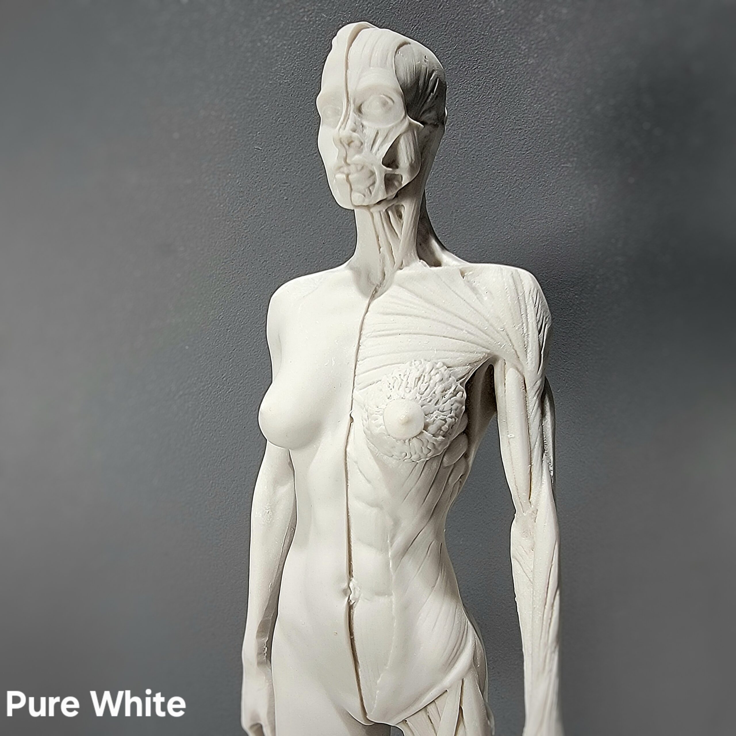 Slide 8 for Anatomical Female Medical Model with Muscles