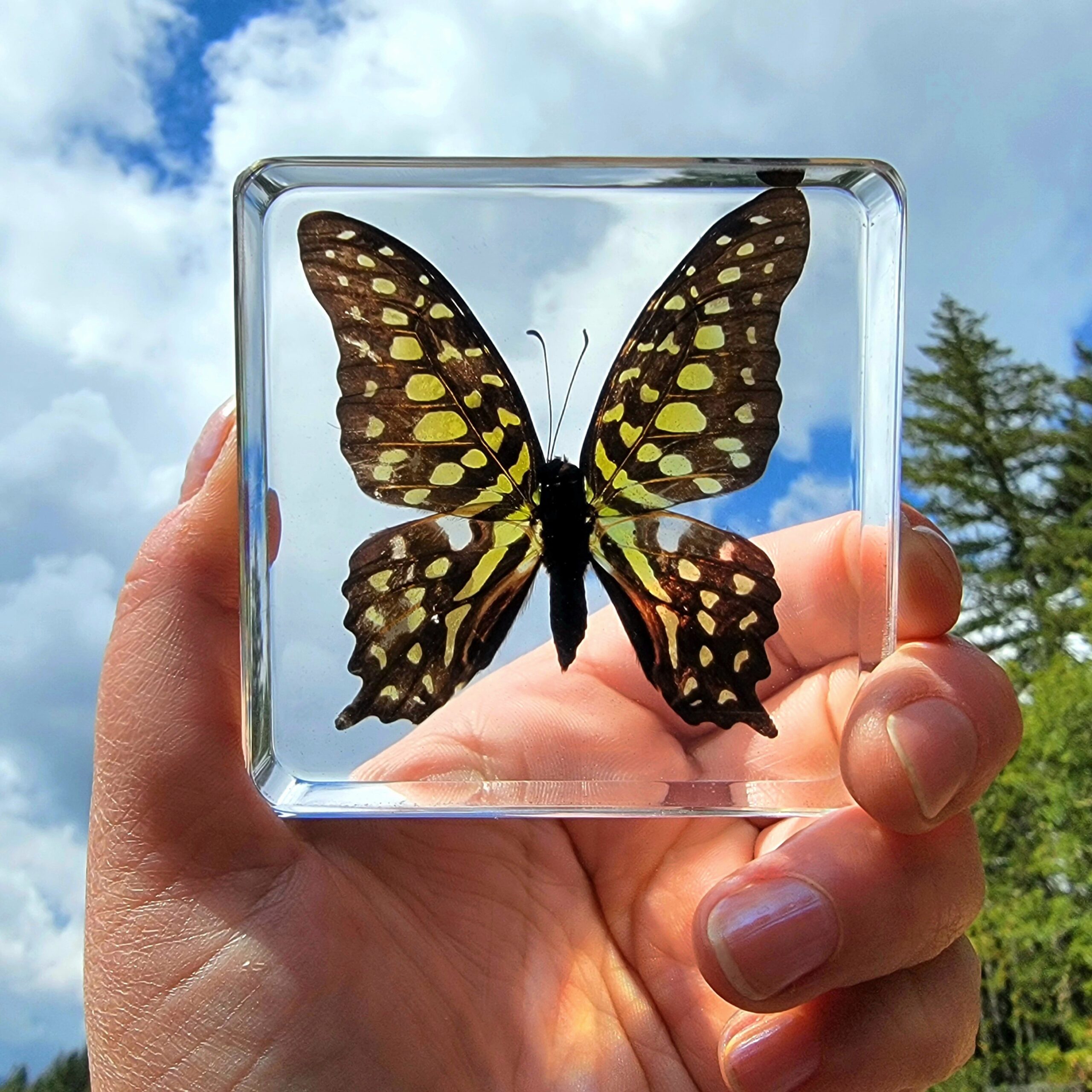 Slide 4 for Tailed Jay Butterfly in Resin, Insects in Resin, Graphium Agamemnon