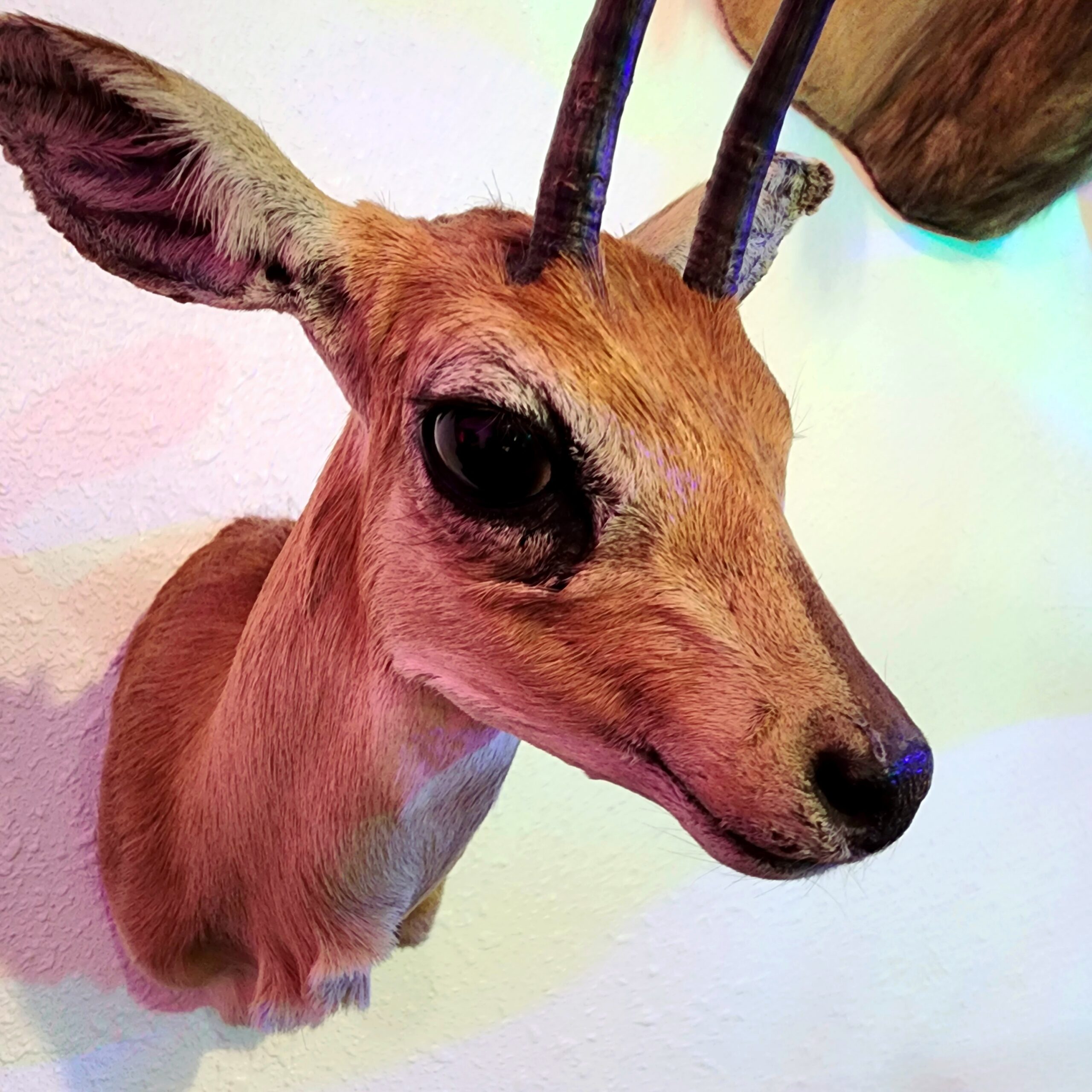 Slide 3 for Vintage African Steenbuck Taxidermy Wall Mount -Local pickup only