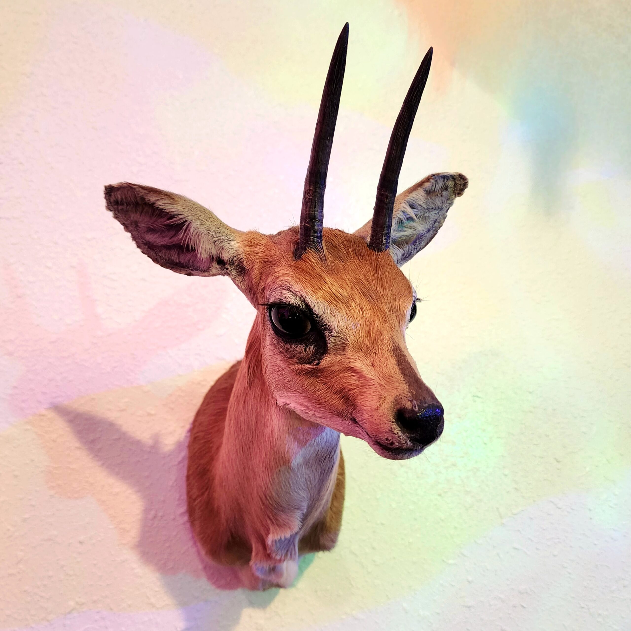 Slide 1 for Vintage African Steenbuck Taxidermy Wall Mount -Local pickup only