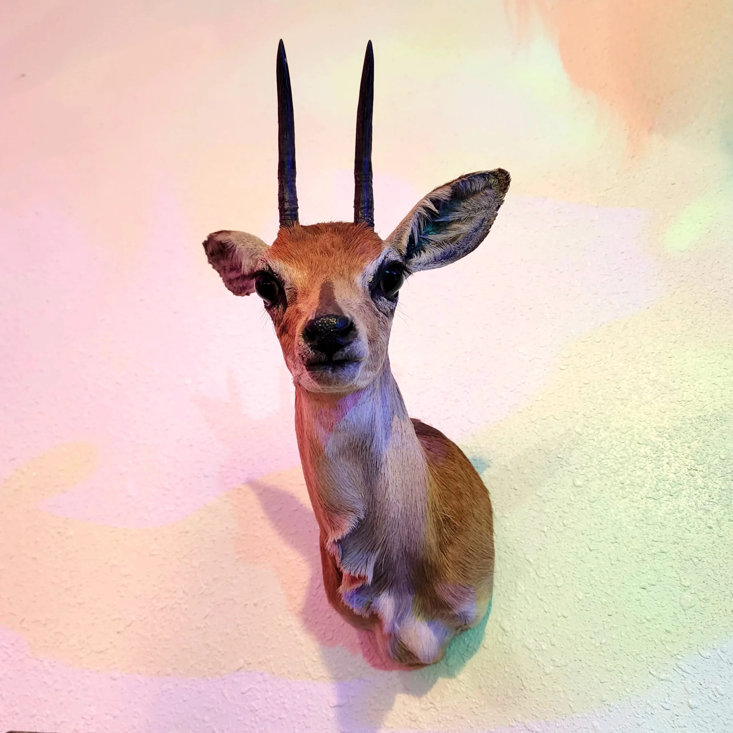 Taxidermy African Steenbock, Oddities decor, Curiosities