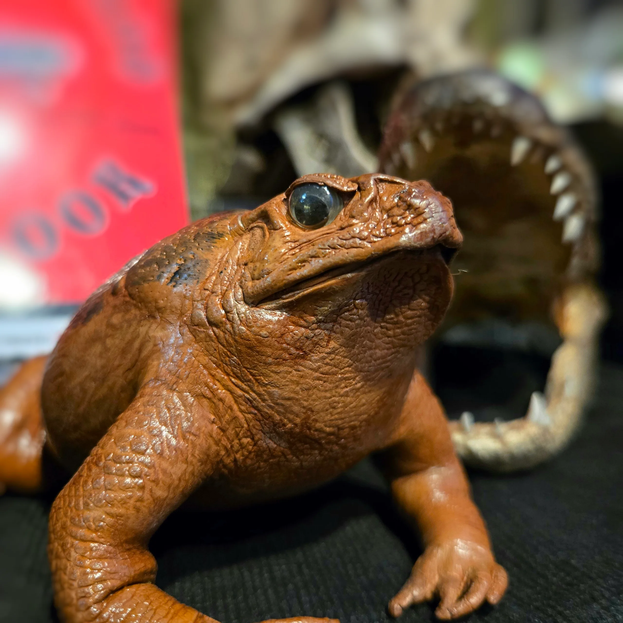 Taxidermy Toad, Stuffed Toad, Oddities, Curiosities, Real Toad, Taxidermy Frog