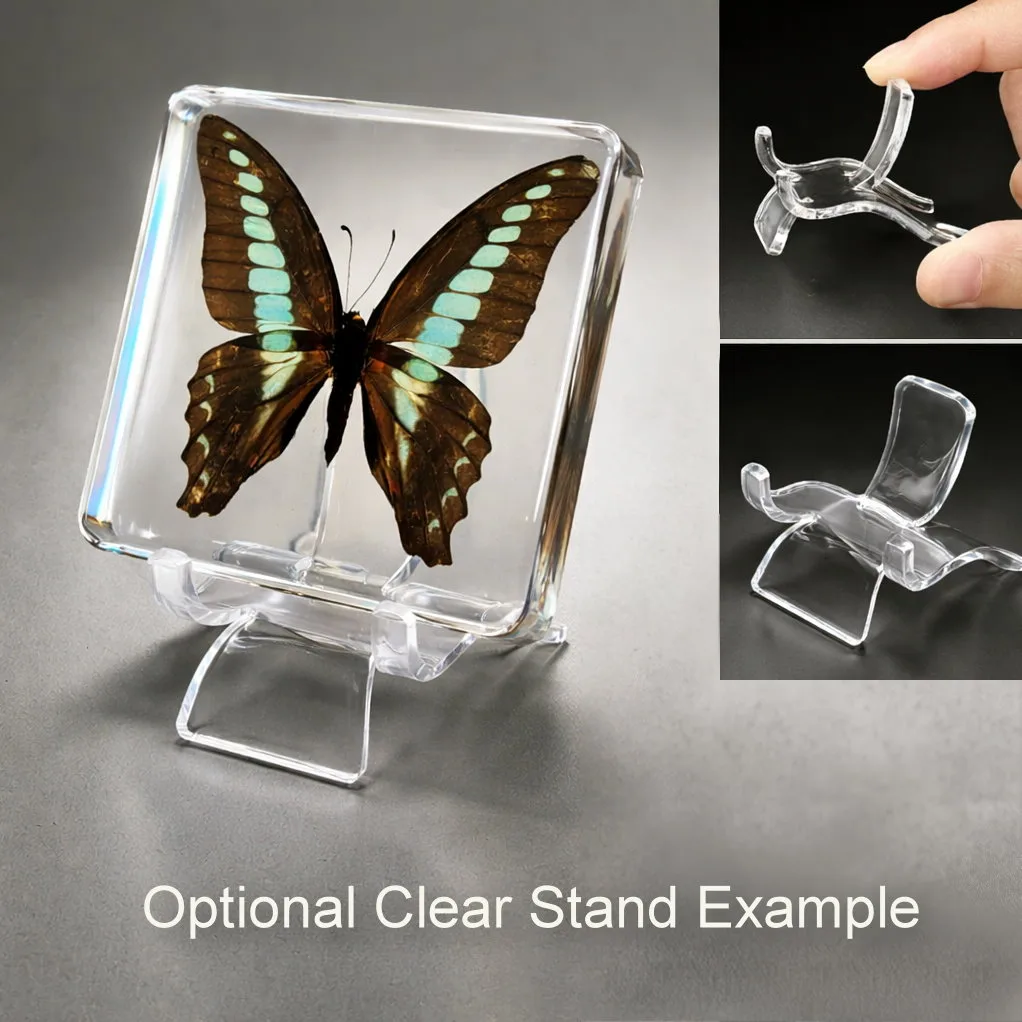 Slide 6 for Orange Albatross Butterfly in Resin, Butterfly Display, Appias Nero