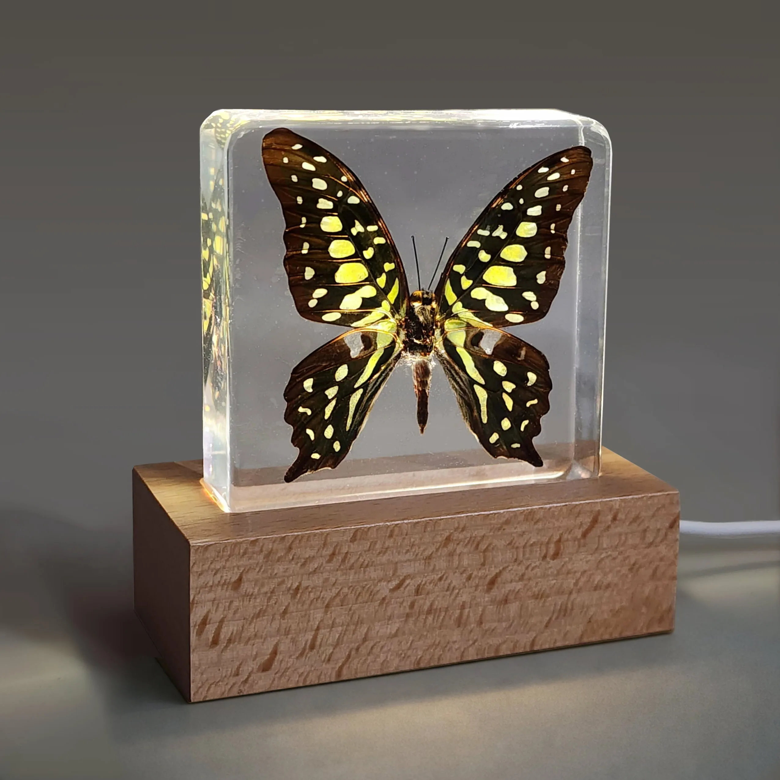 Slide 2 for Wood LED Display Base, Resin Specimen