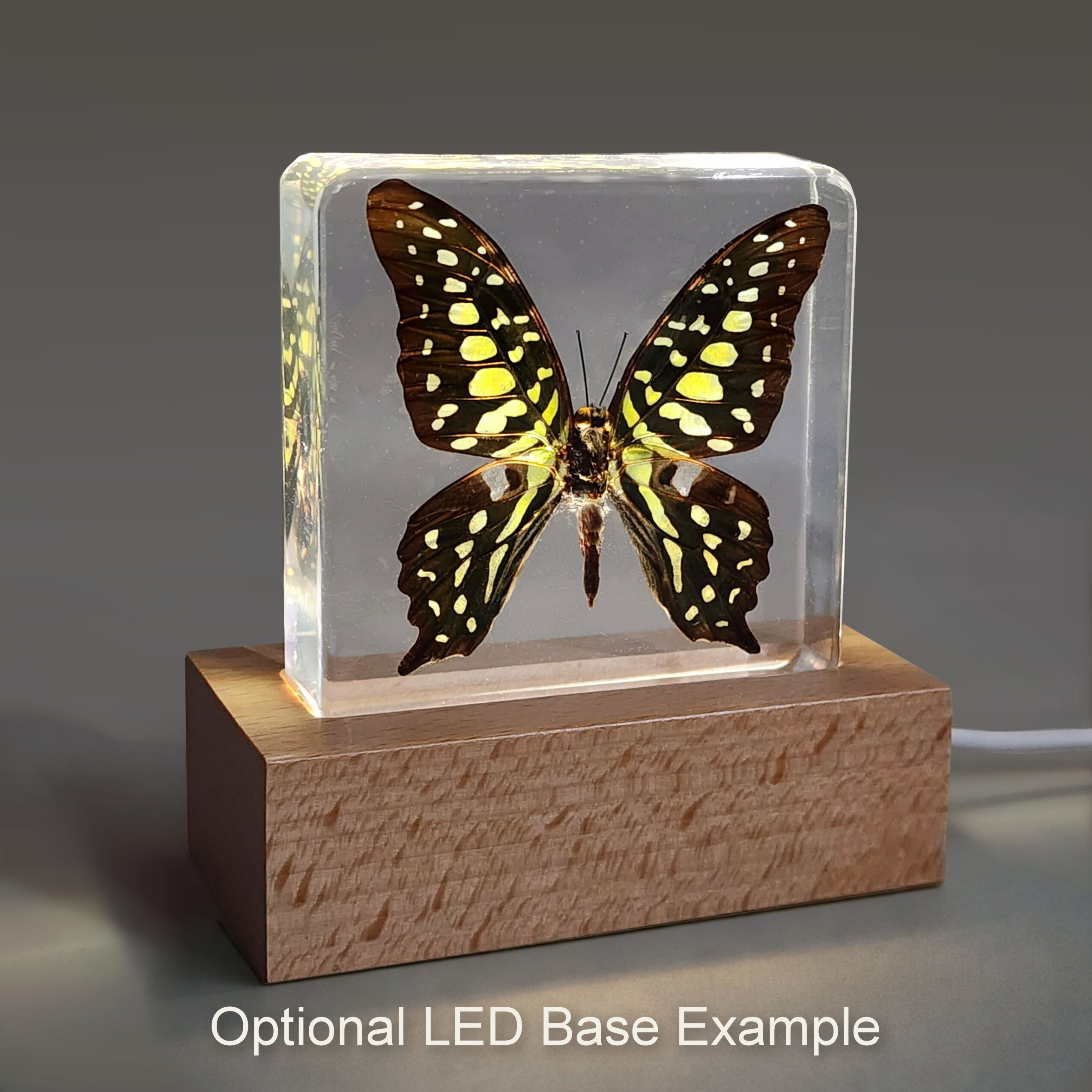 Slide 5 for Orange Albatross Butterfly in Resin, Butterfly Display, Appias Nero