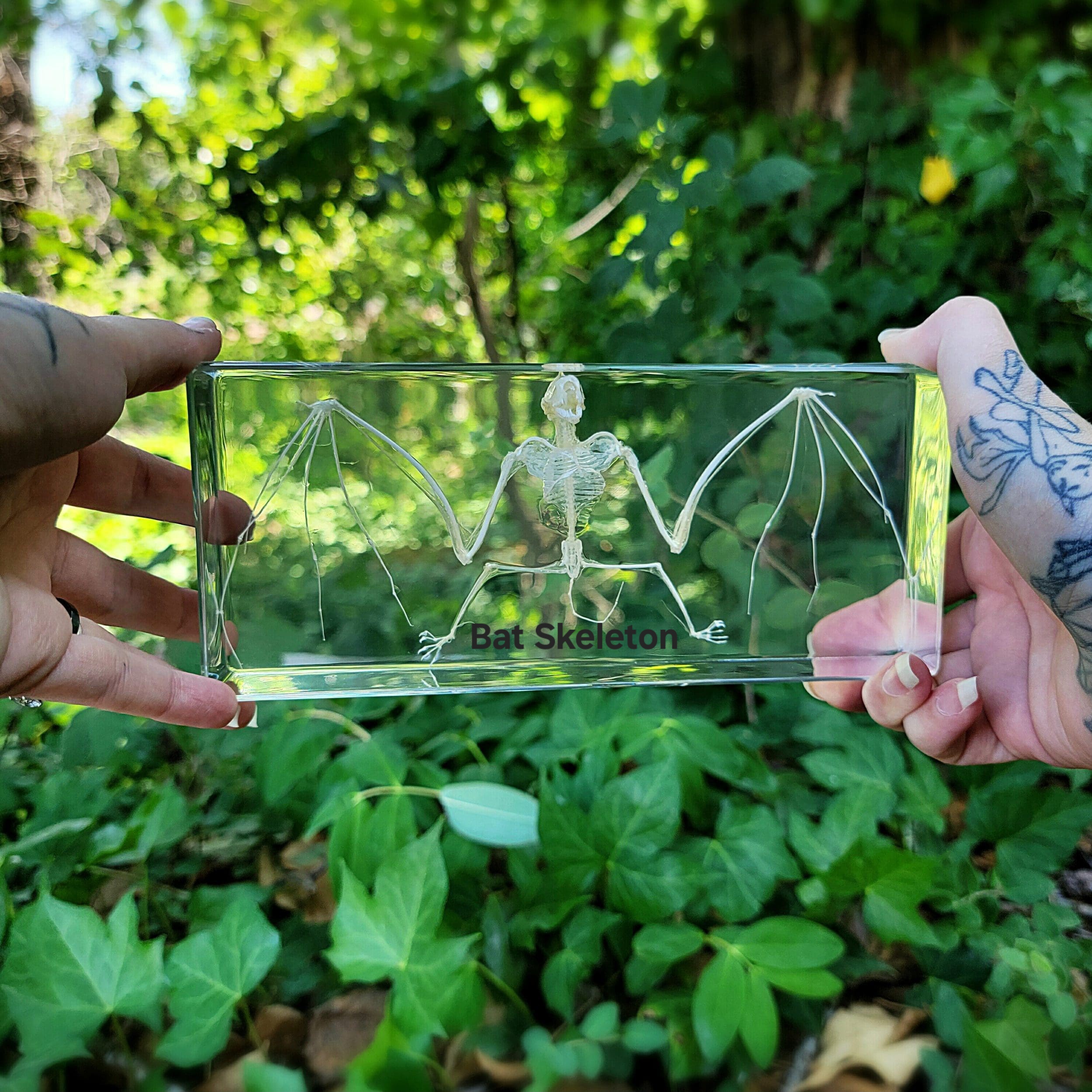 Slide 4 for SALE -Large Bat Skeleton in Resin, Real Bat Skeleton in Lucite