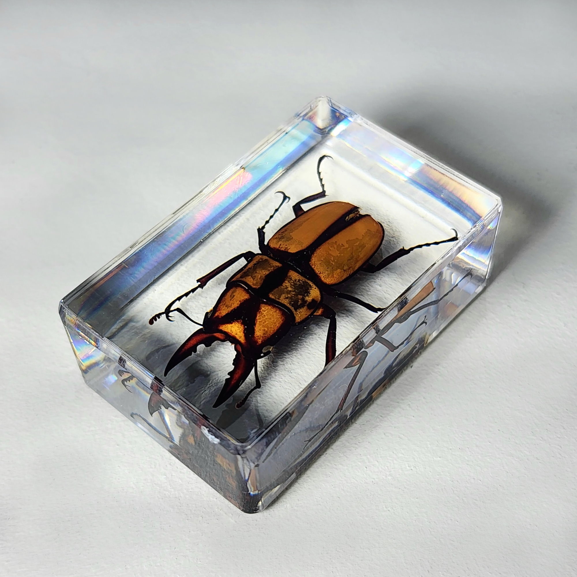 Slide 2 for Small Orange Stag Beetle in Resin, Prosopocoilus