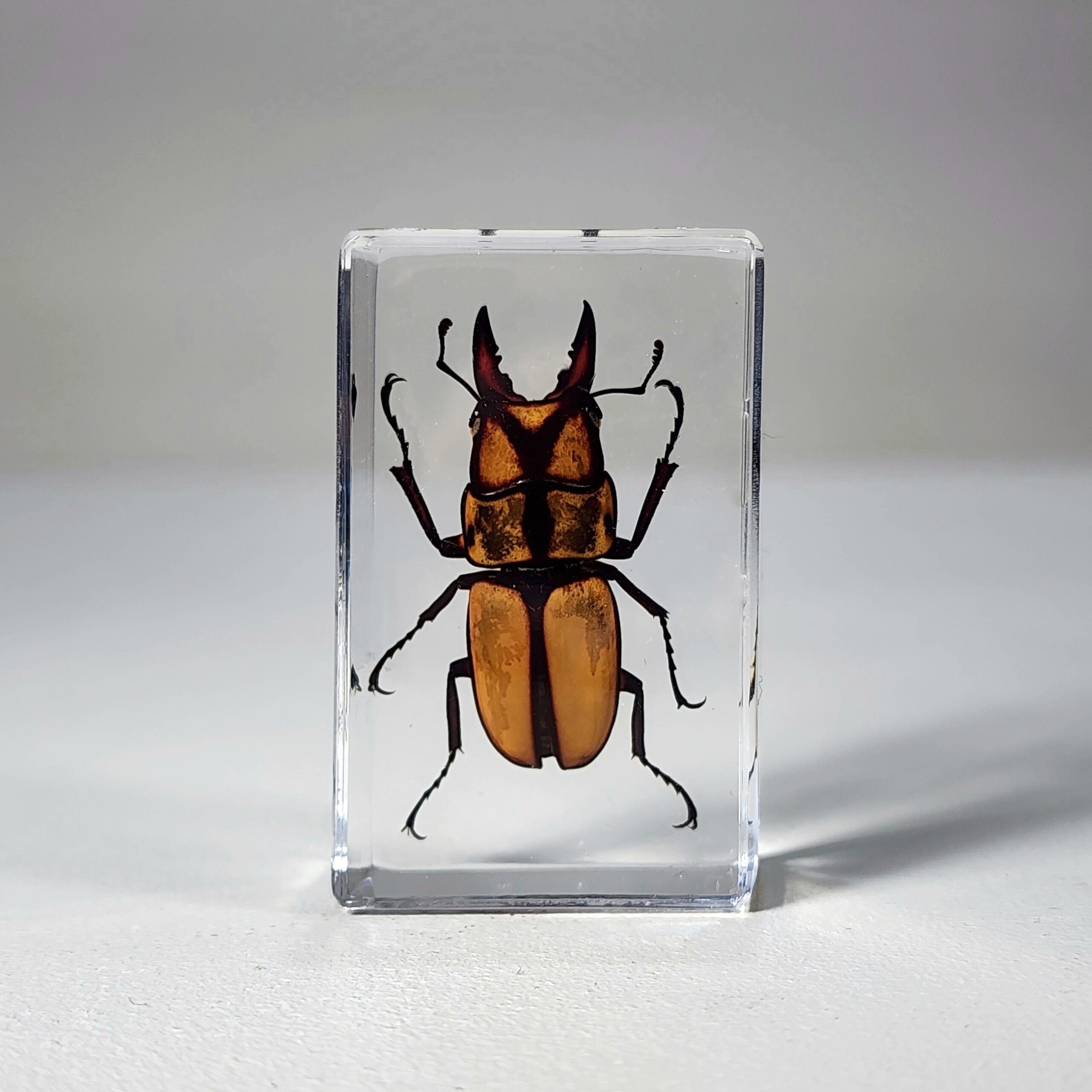 Slide 1 for Small Orange Stag Beetle in Resin, Prosopocoilus