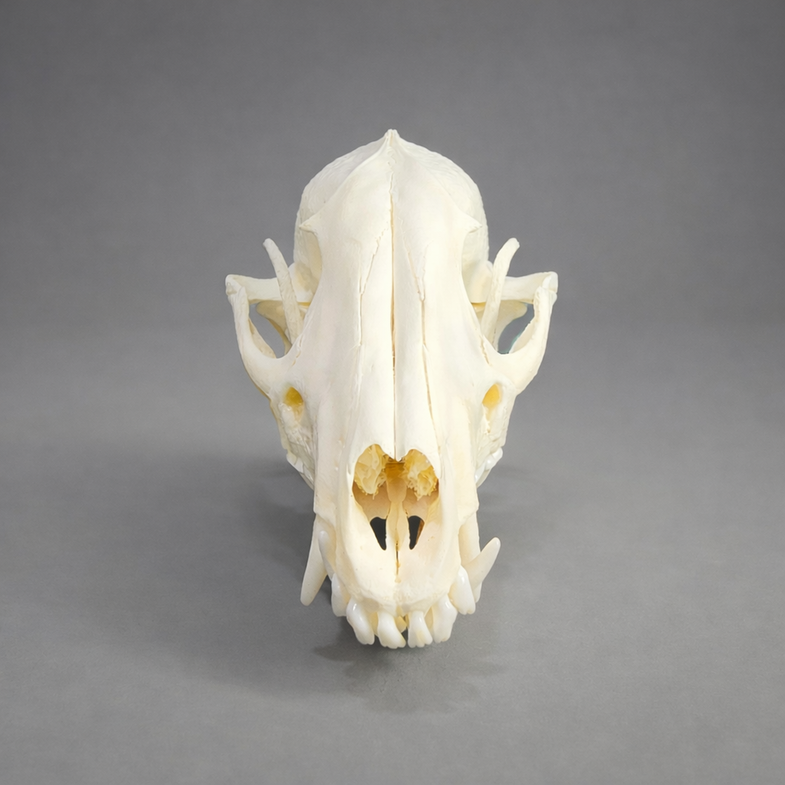 Slide 2 for Raccoon Dog Skull, Nyctereutes procyonoides