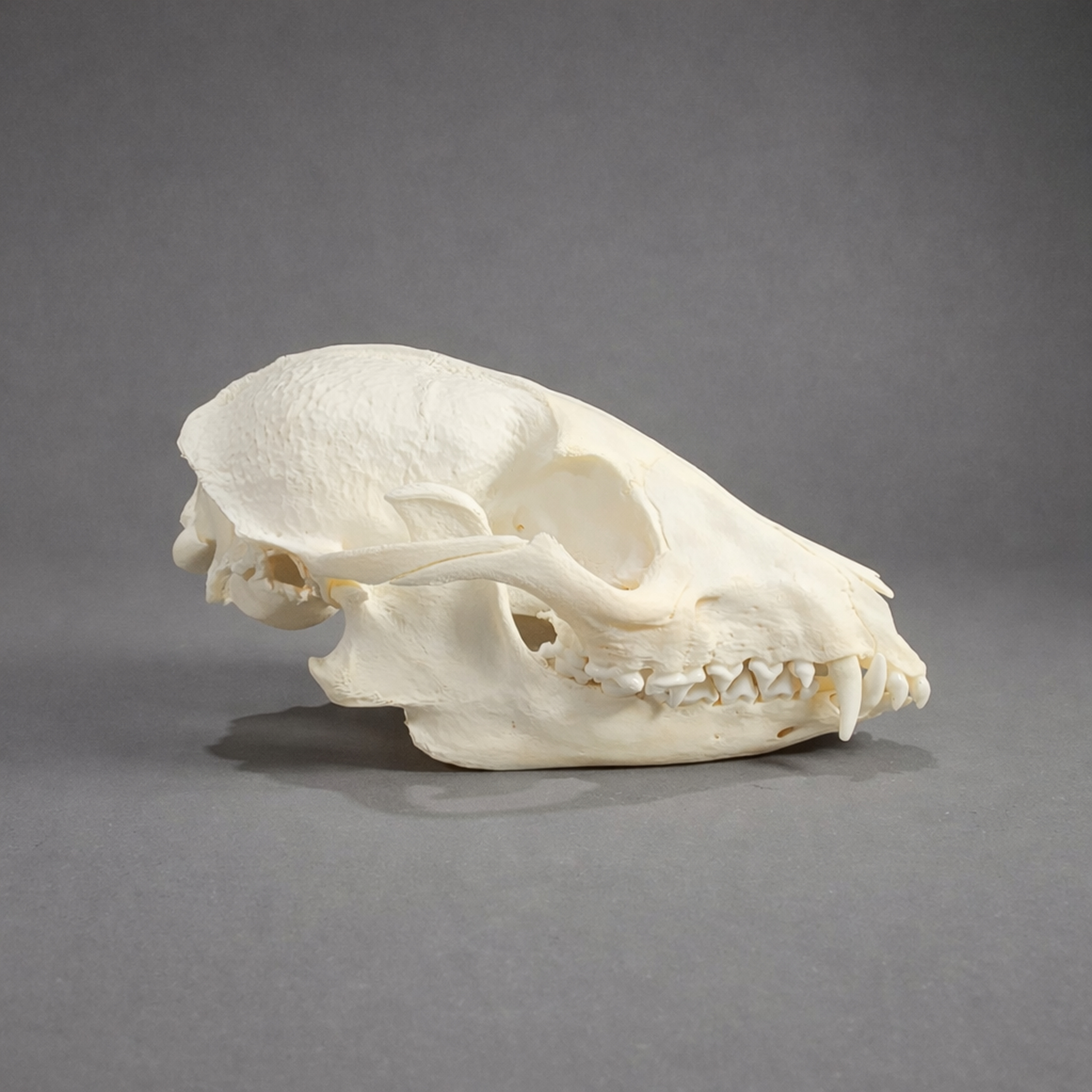 Slide 3 for Raccoon Dog Skull, Nyctereutes procyonoides
