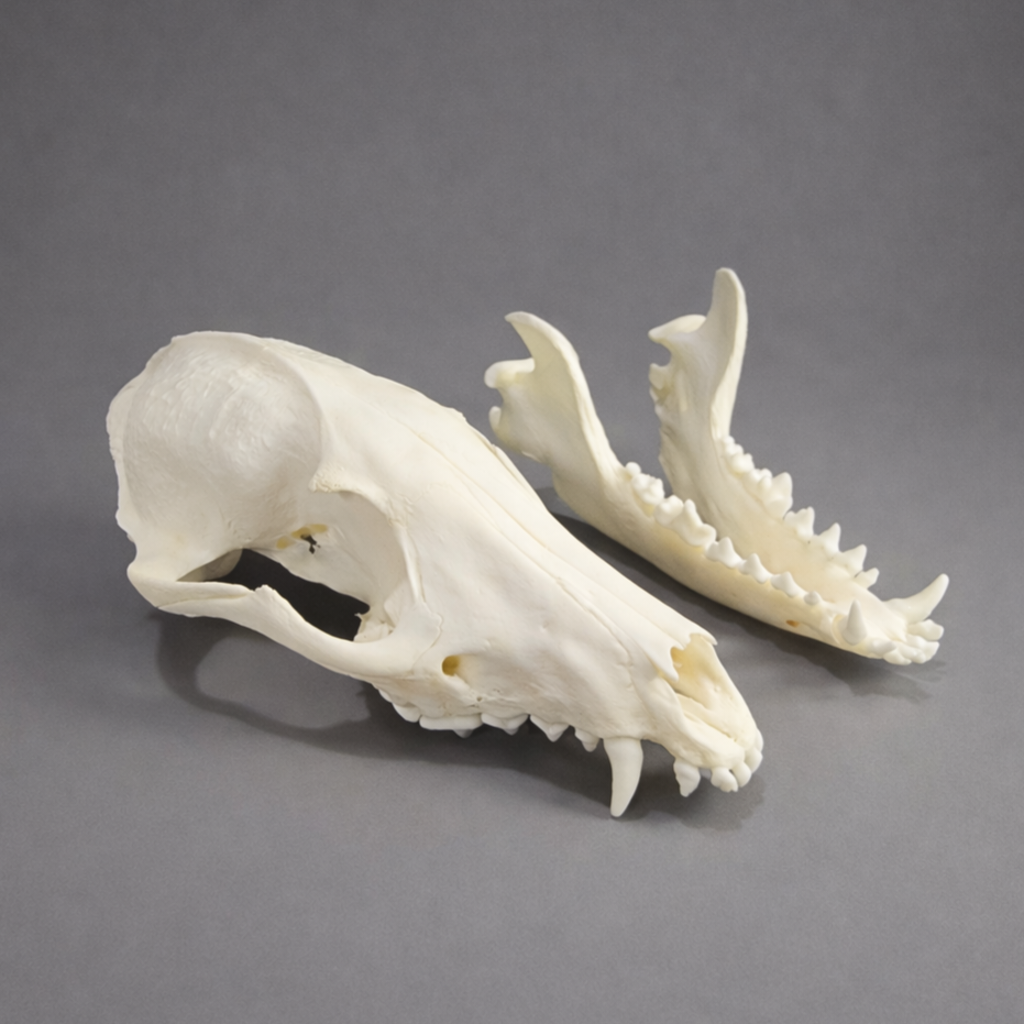 Slide 4 for Raccoon Dog Skull, Nyctereutes procyonoides