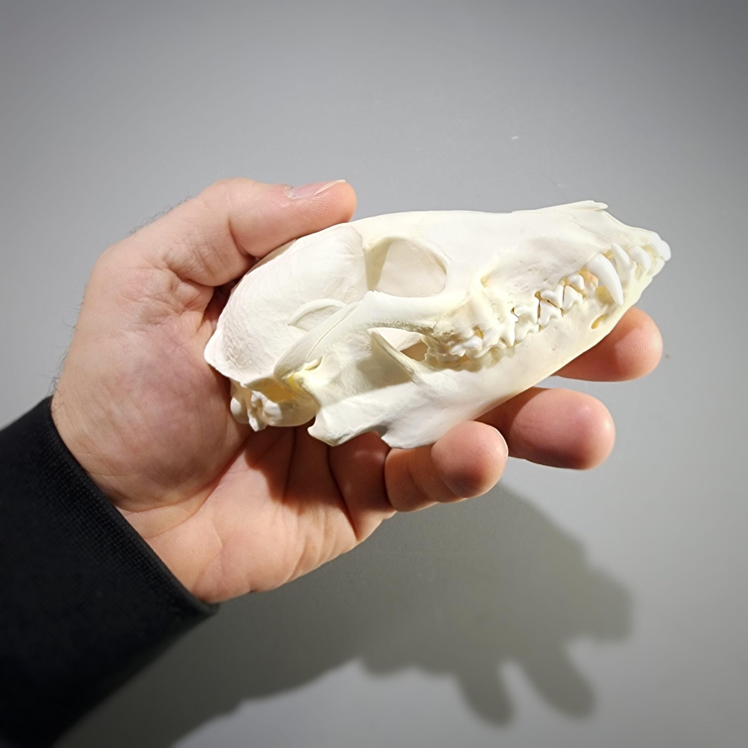 Slide 5 for Raccoon Dog Skull, Nyctereutes procyonoides