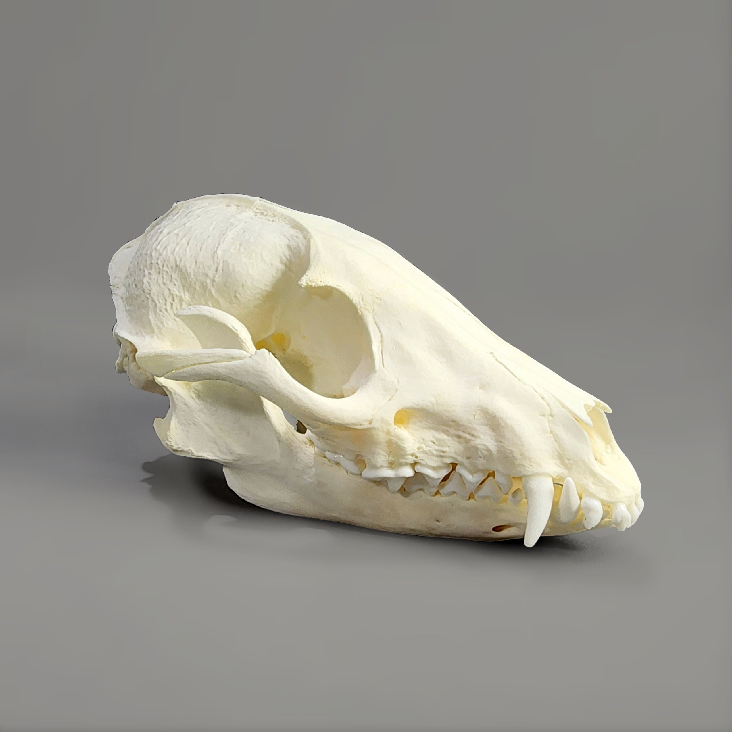 Slide 1 for Raccoon Dog Skull, Nyctereutes procyonoides