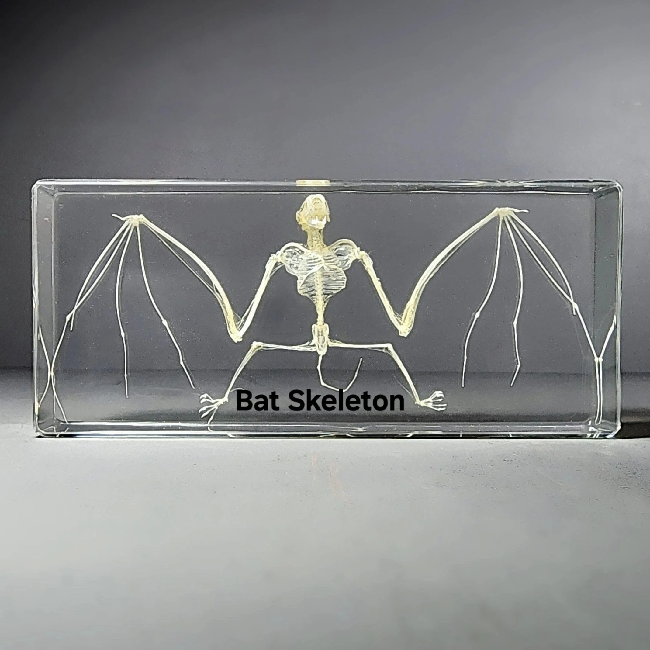 Slide 1 for SALE -Large Bat Skeleton in Resin, Real Bat Skeleton in Lucite