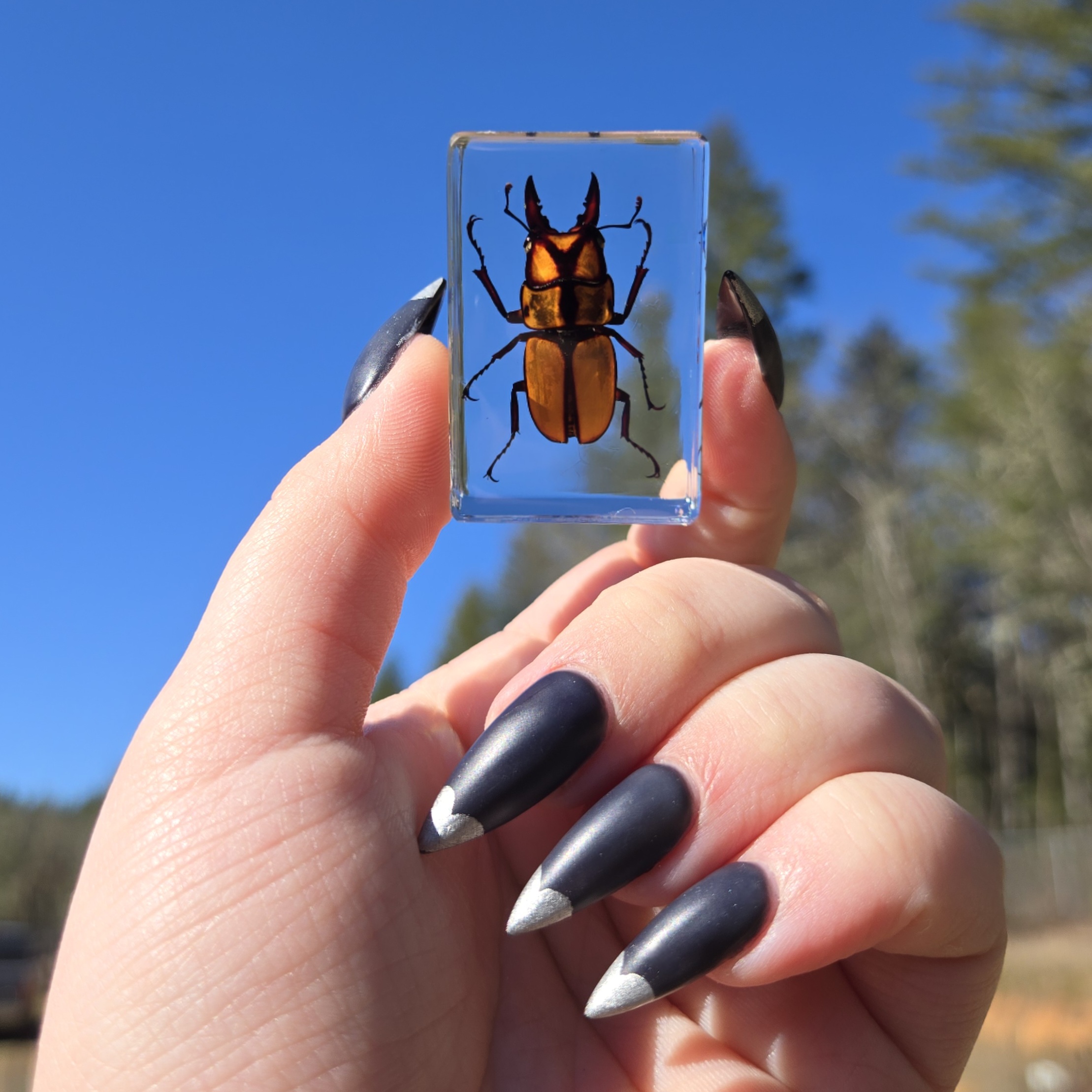 Slide 3 for Small Orange Stag Beetle in Resin, Prosopocoilus